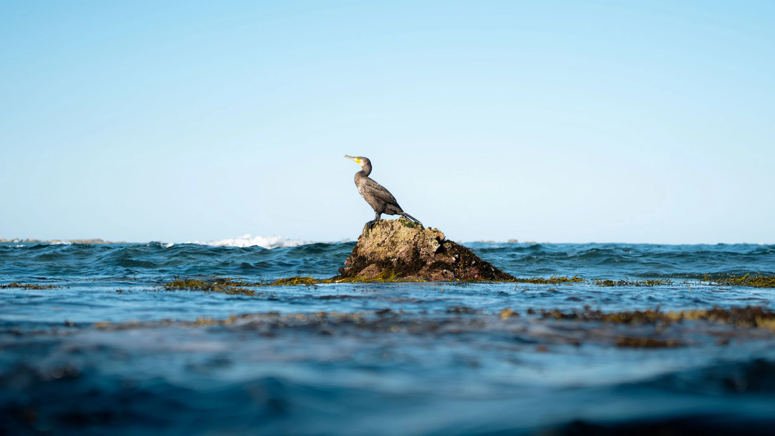 A cormorant bird perched on a rock in the ocean with waves crashing around it, under a clear blue sky.