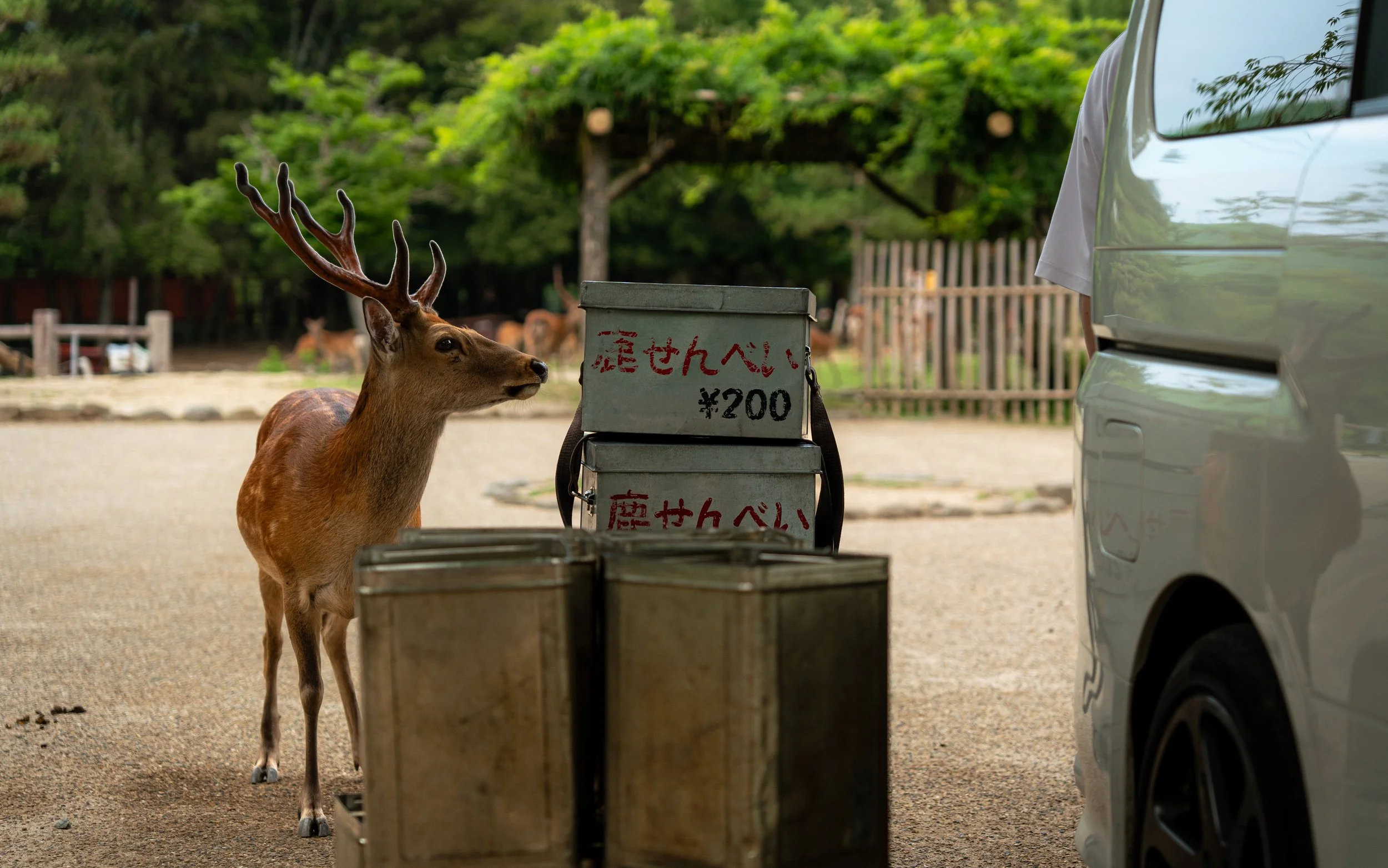 A deer with antlers looking at a cart with Japanese writing and a price of 200 yen.