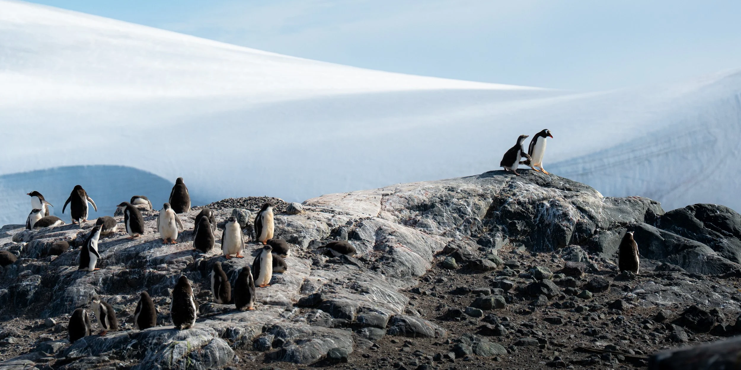 Group of penguins on a rocky terrain with snow and ice in the background.