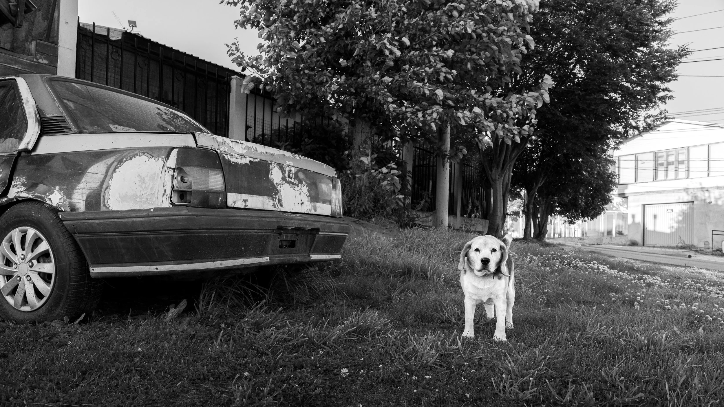 An old, damaged car parked on grassy ground with a white dog standing nearby. There are trees and buildings in the background, and a fence behind the car.