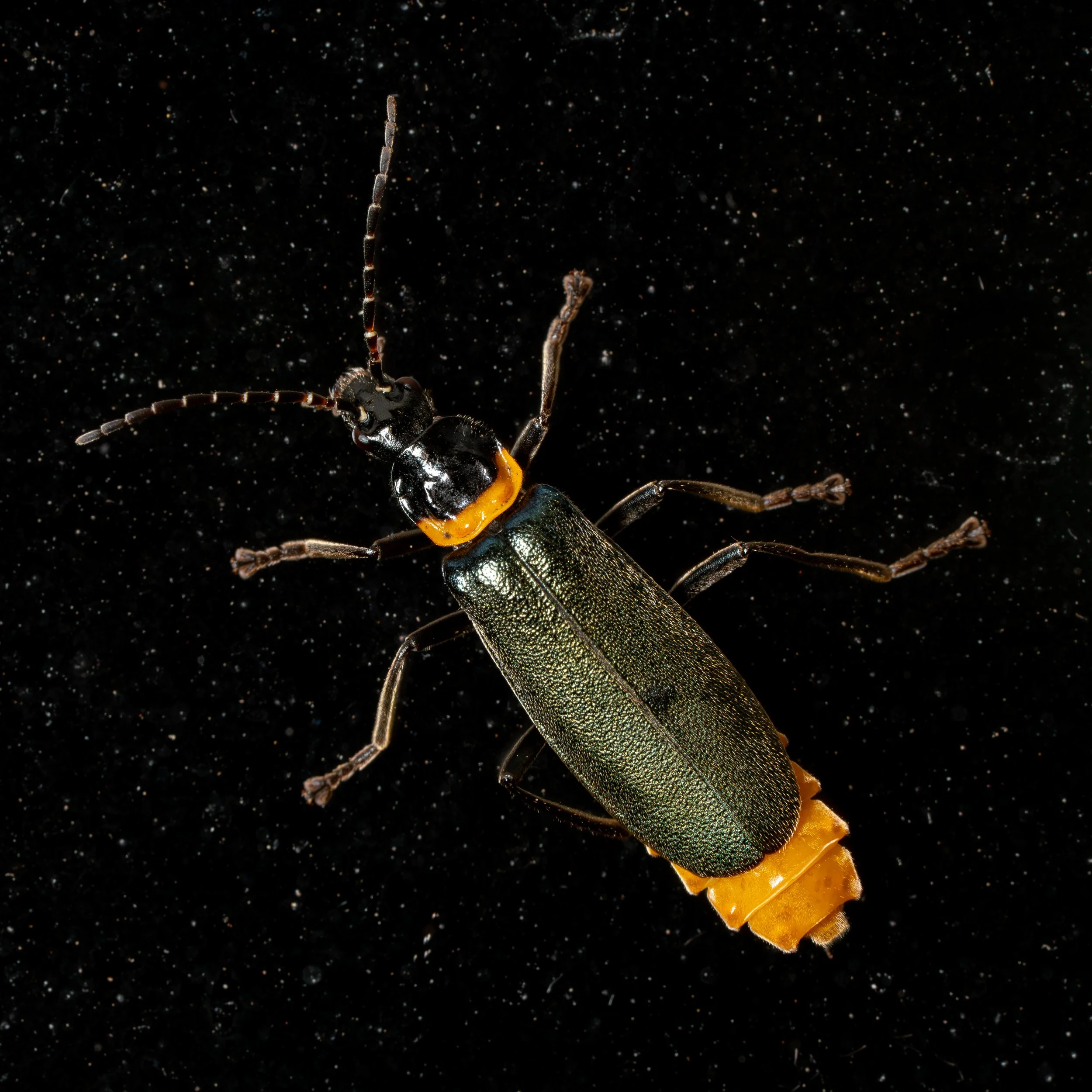 Close-up of a small, black insect with yellow markings on its body, set against a black background with tiny white particles.