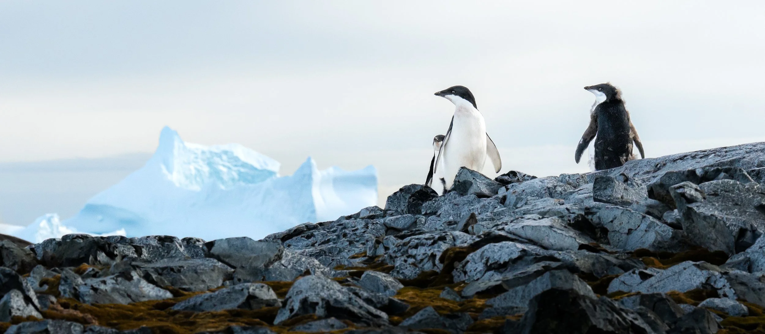 Three penguins standing on rocky terrain with icebergs in the background.