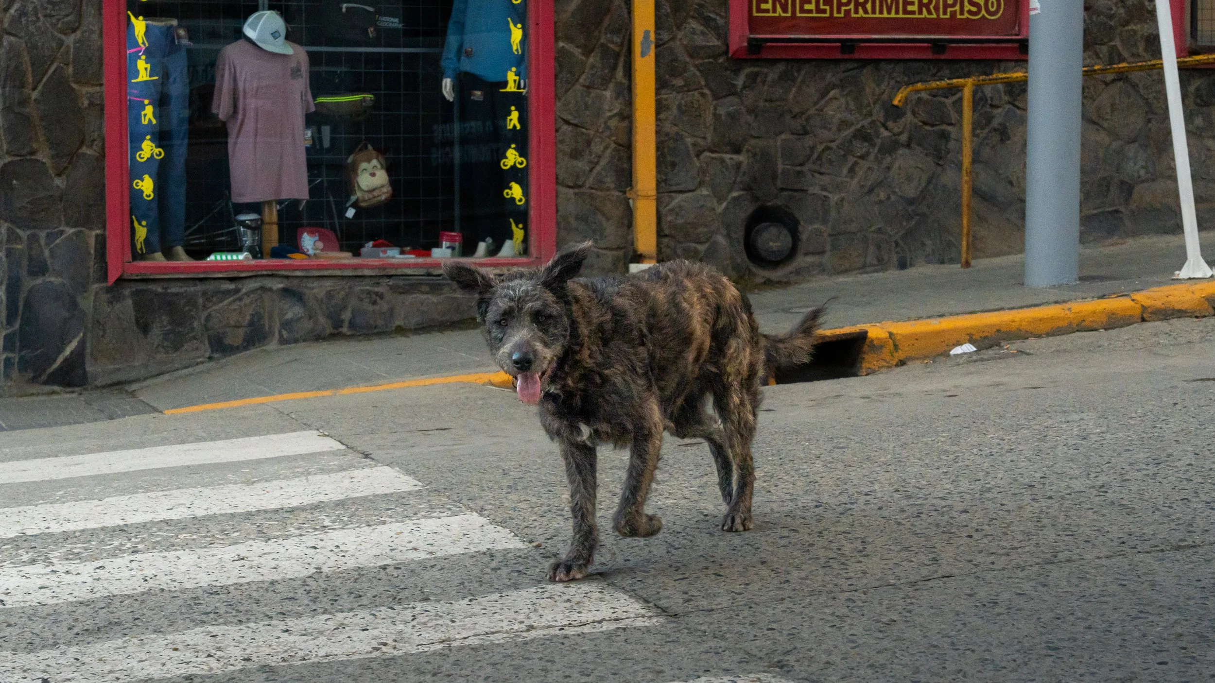 A mixed breed dog with brindle fur standing on a crosswalk on a city street, with a store window displaying mannequins dressed in casual clothing nearby.