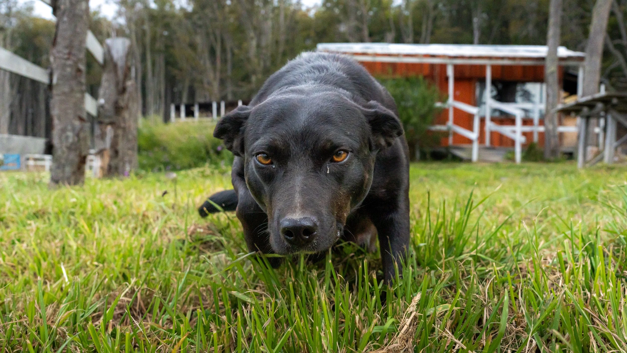 A black dog with amber eyes crawling through green grass in a backyard with trees, a wooden fence, and a rusty shed in the background.
