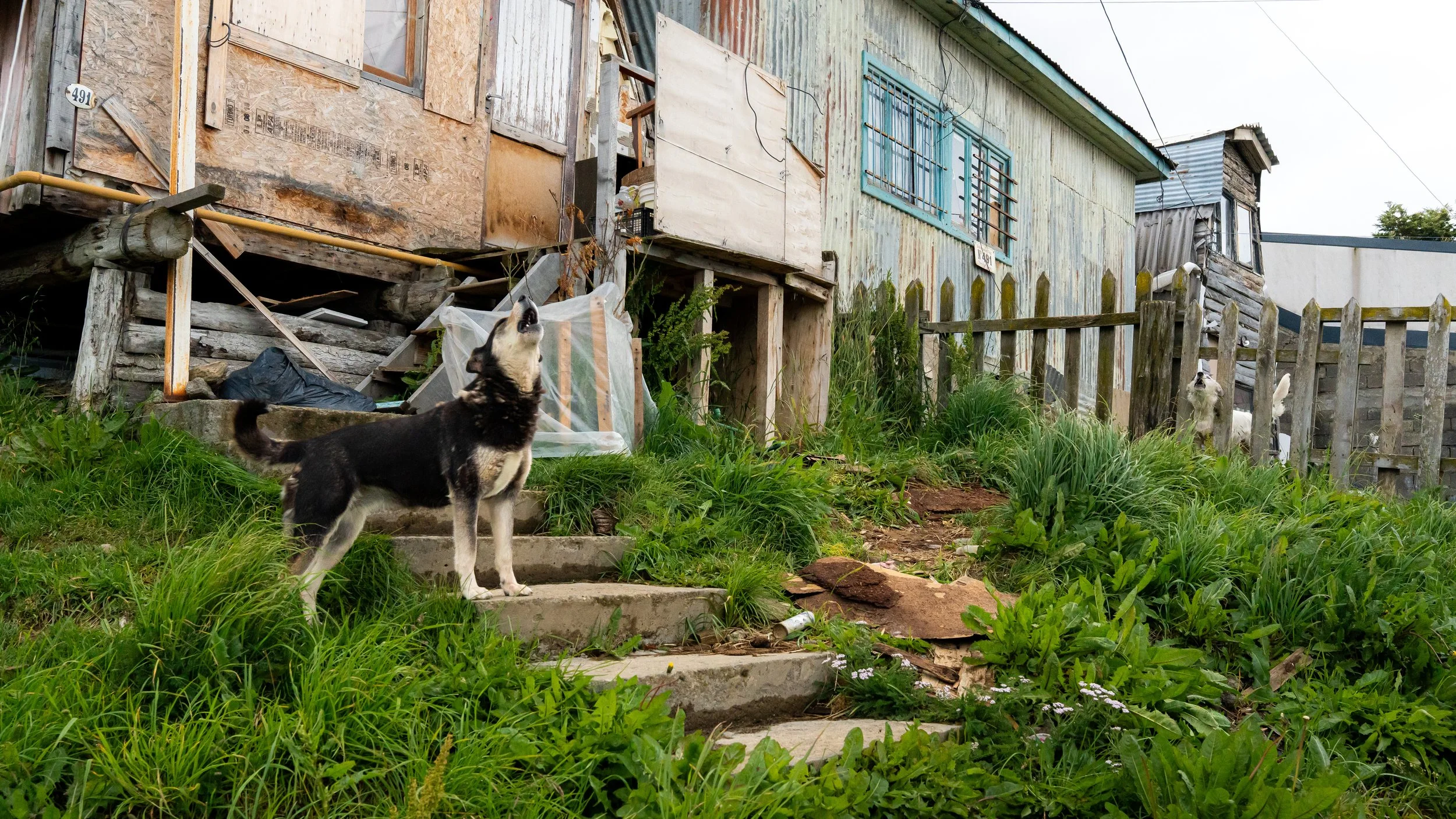 A black and white puppy standing on concrete steps outdoors near an old, weathered house with peeling paint and wooden construction. The house has blue window frames and some boarded-up sections. Tall grass and plants surround the area, with an overg
