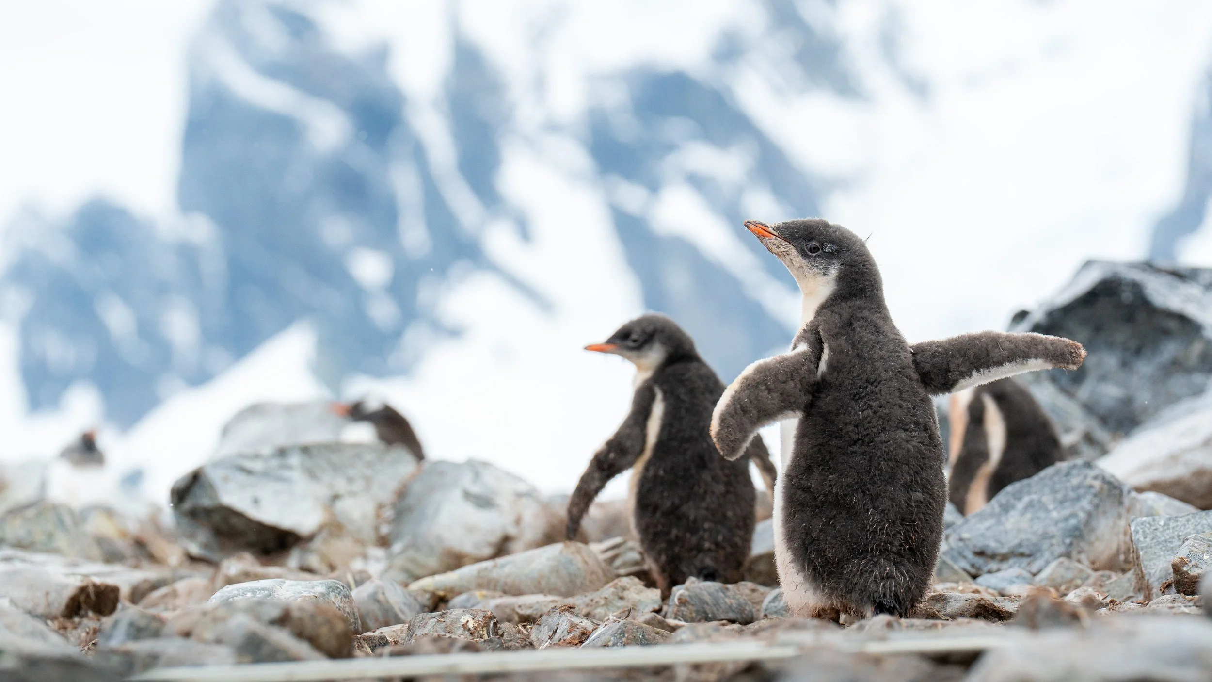 Group of baby penguins standing on rocky terrain in a snowy, mountainous environment.