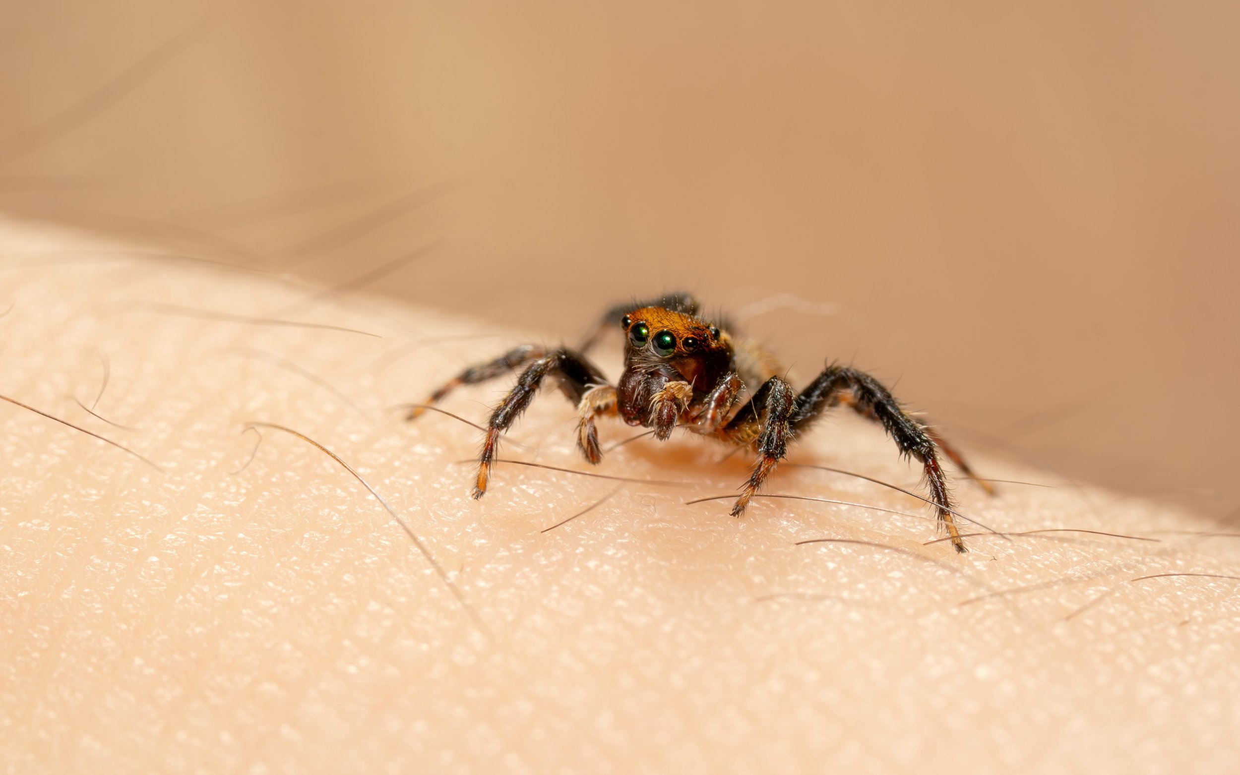 Close-up of a jumping spider on human skin, showing detailed eyes and body.