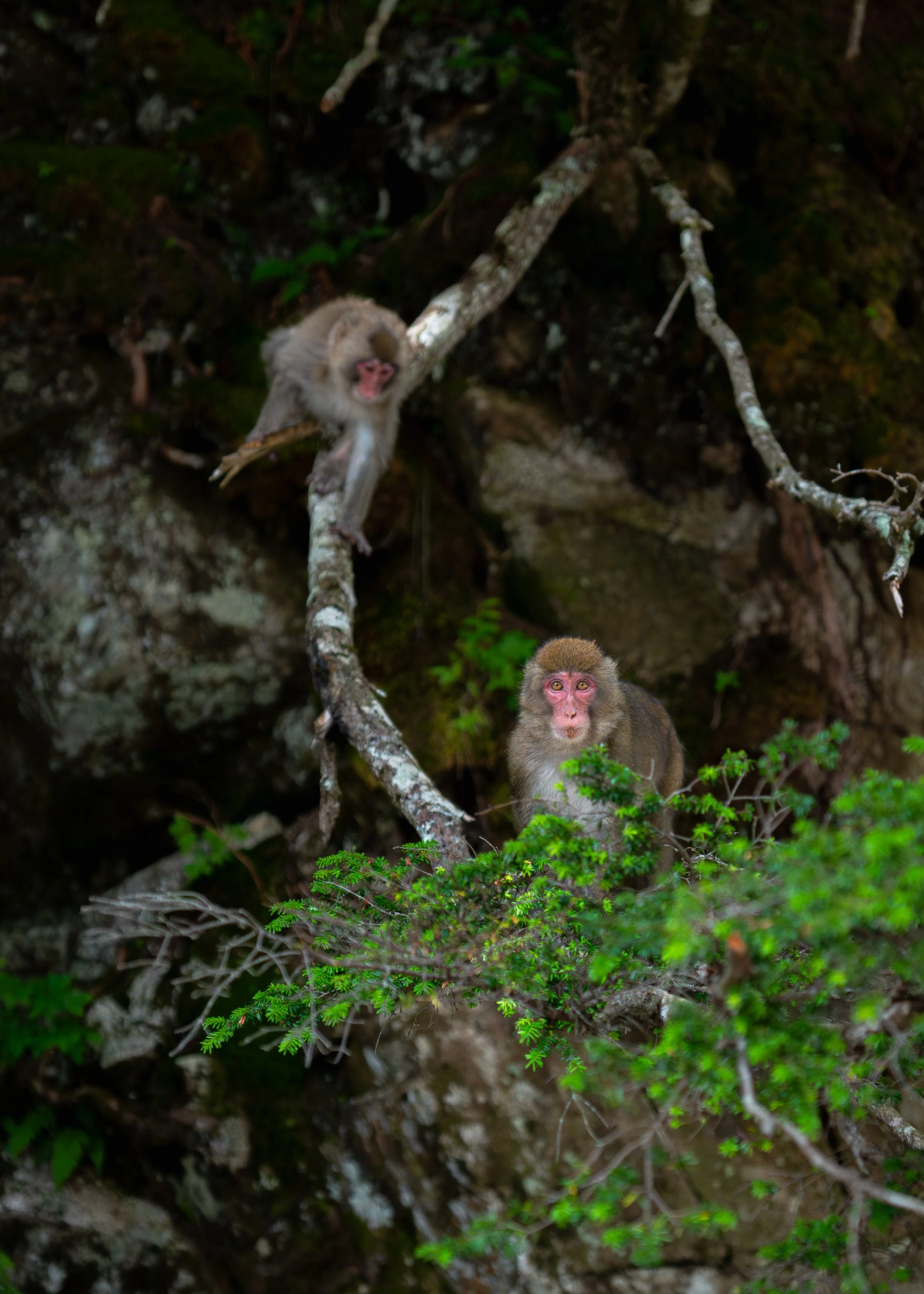 Two monkeys on tree branches in a forest, with one monkey looking at the camera and the other yawning or vocalizing.