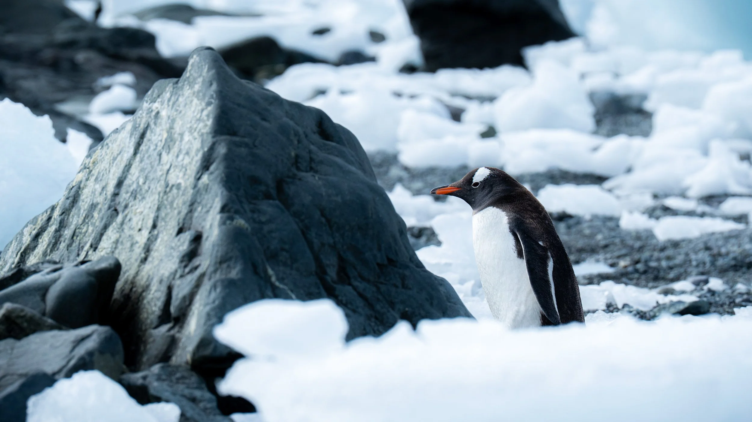 A penguin standing on snowy and rocky terrain with ice and snow in the background.
