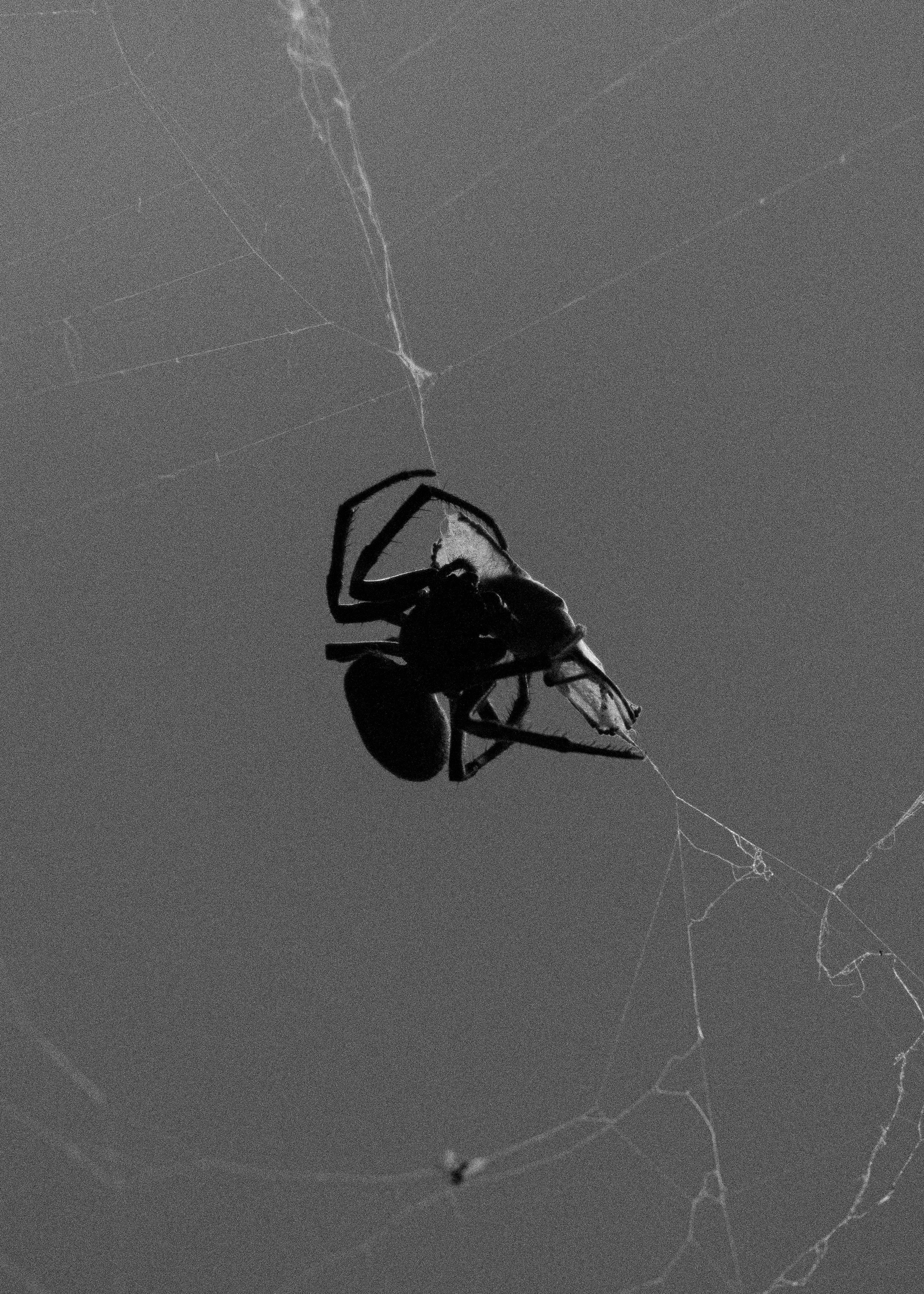 Close-up of a spider on a web at night, silhouetted against the sky.