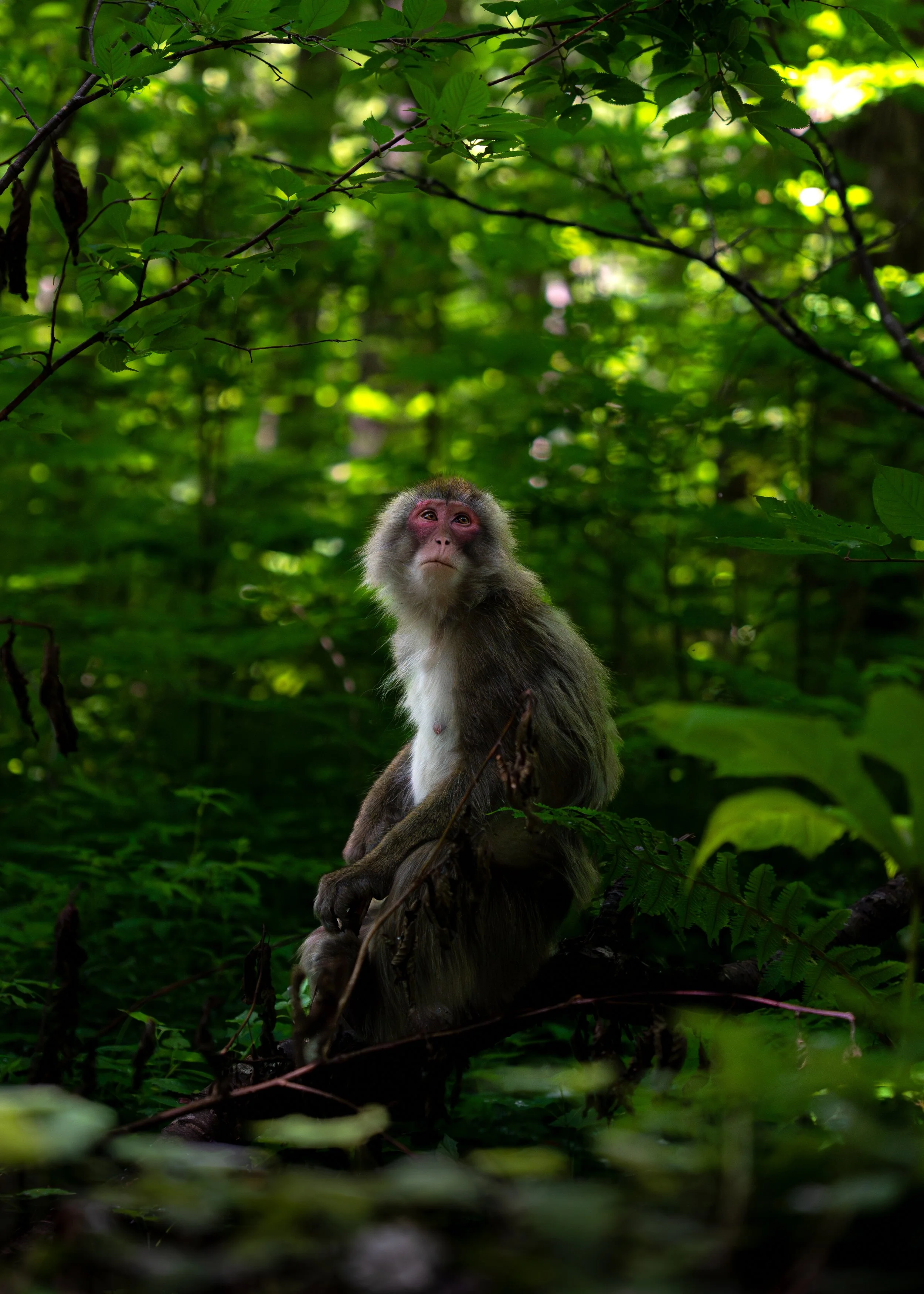 A monkey sitting on a branch in a dense, green jungle surrounded by lush foliage.