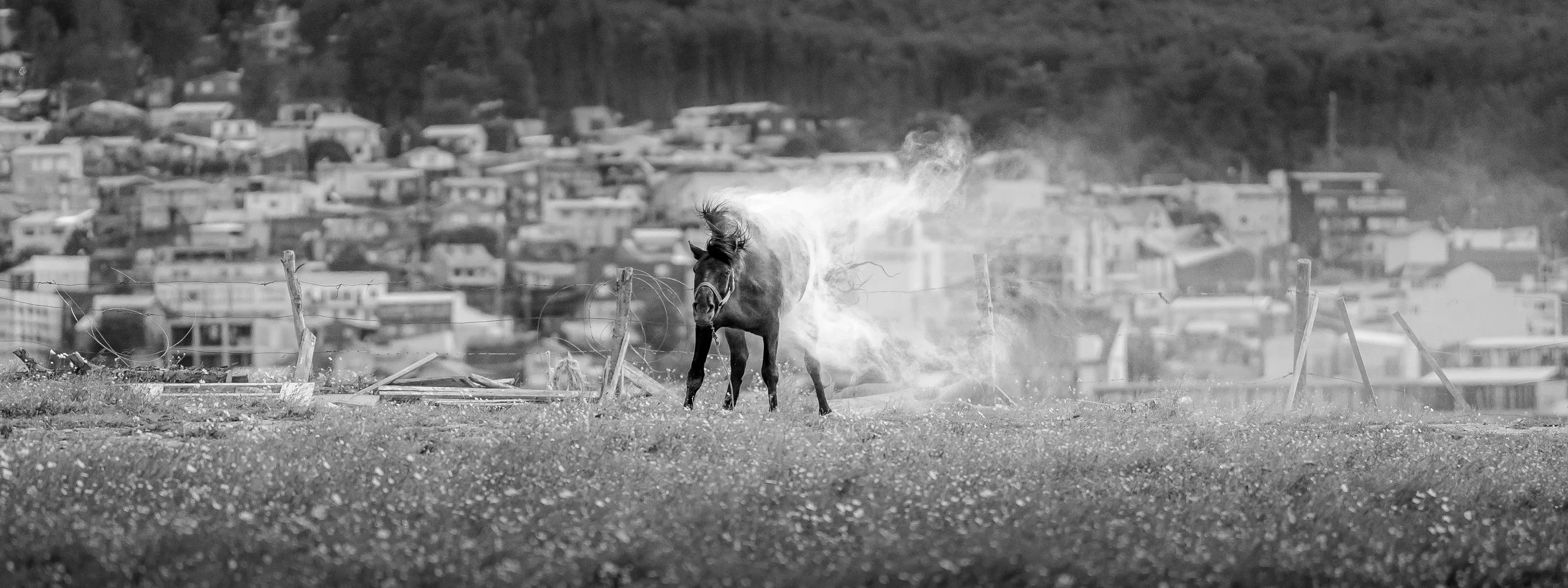 A black horse kicking up dust in an open field with a town or city in the background.