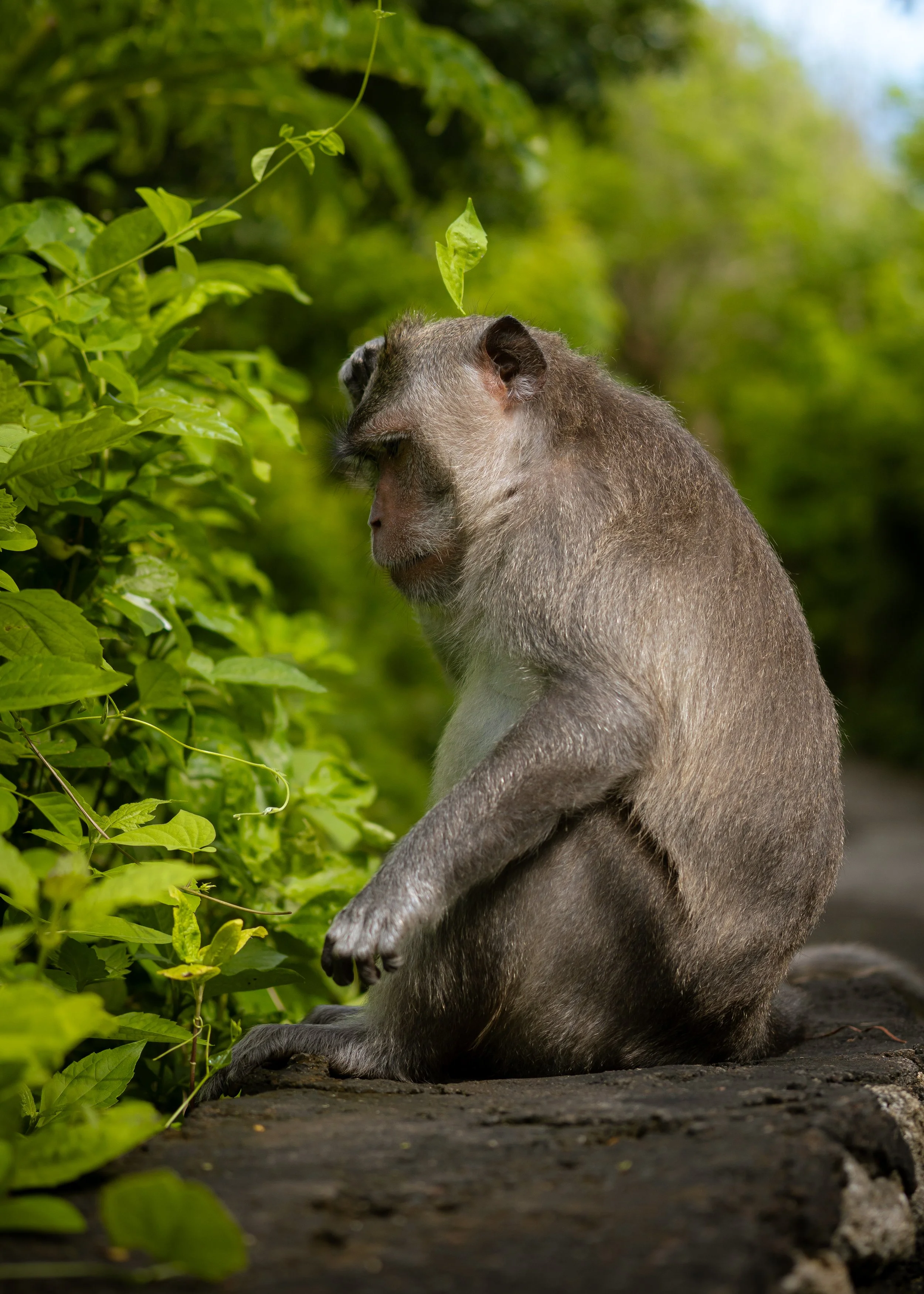 A monkey sitting on the ground near green lush vegetation in a forest.