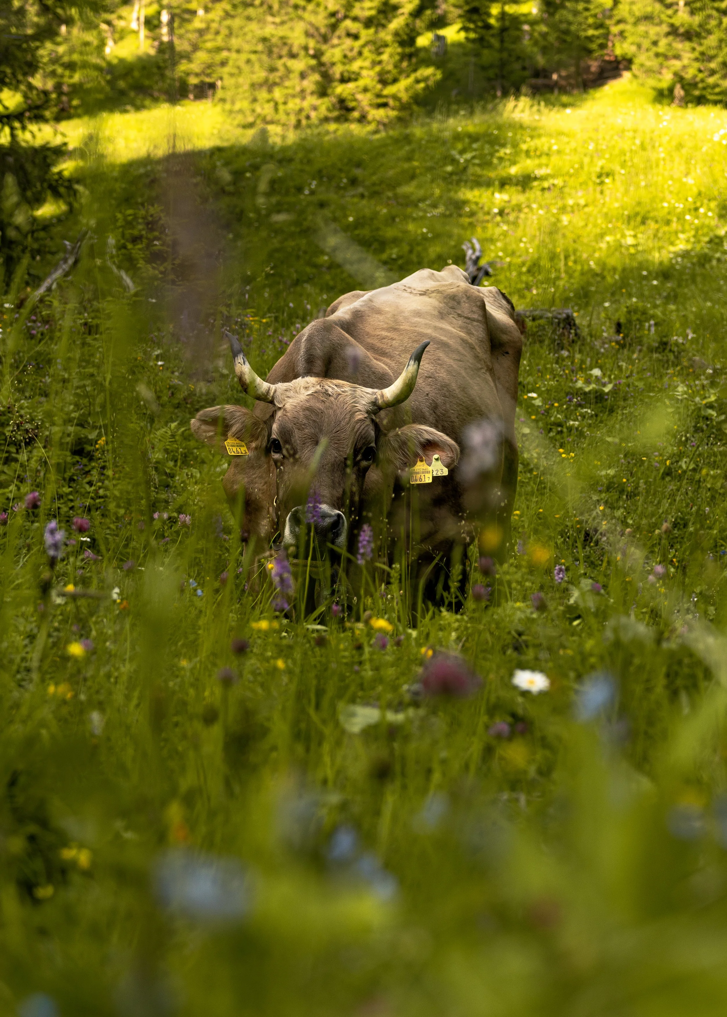 A brown cow with white horns is standing in a lush green field with wildflowers, partially obscured by tall grass in the foreground, and trees in the background under bright sunlight.