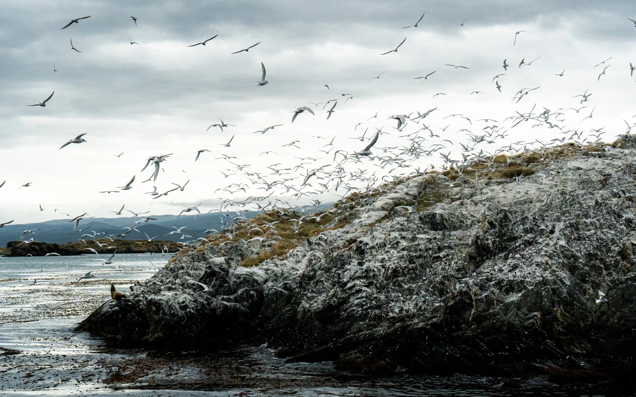 A large flock of seagulls flying over a rocky shoreline near water under a cloudy sky.