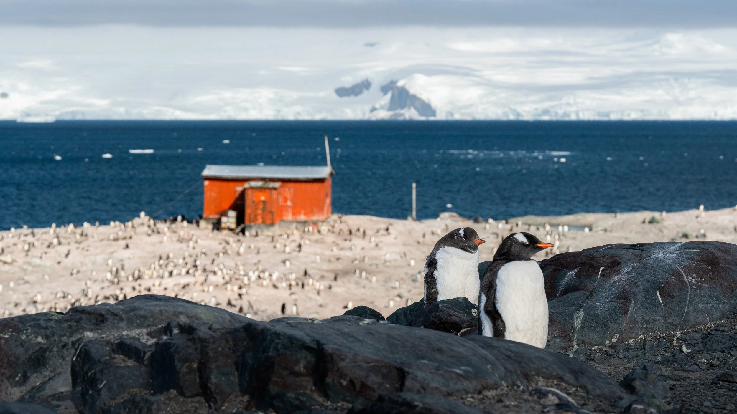 Two penguins standing on rocks near a beach with a red hut, a large body of water, and icebergs in the background.