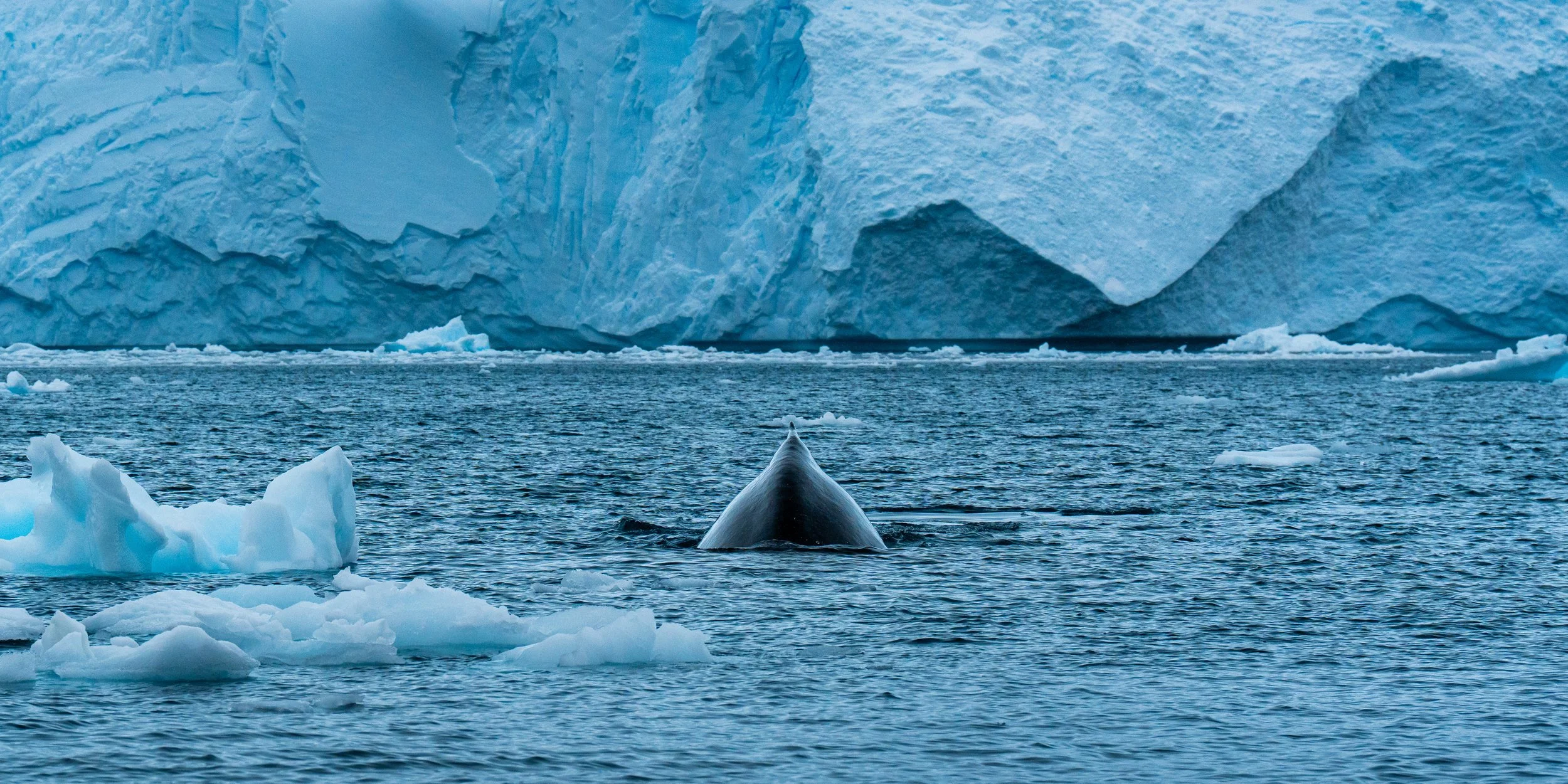 A whale's dorsal fin rising above the icy ocean with large icebergs and glaciers in the background.