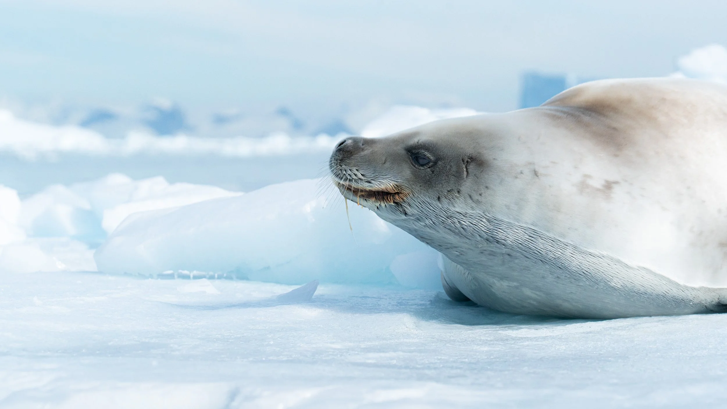 A seal lying on the ice in a snowy Arctic landscape.