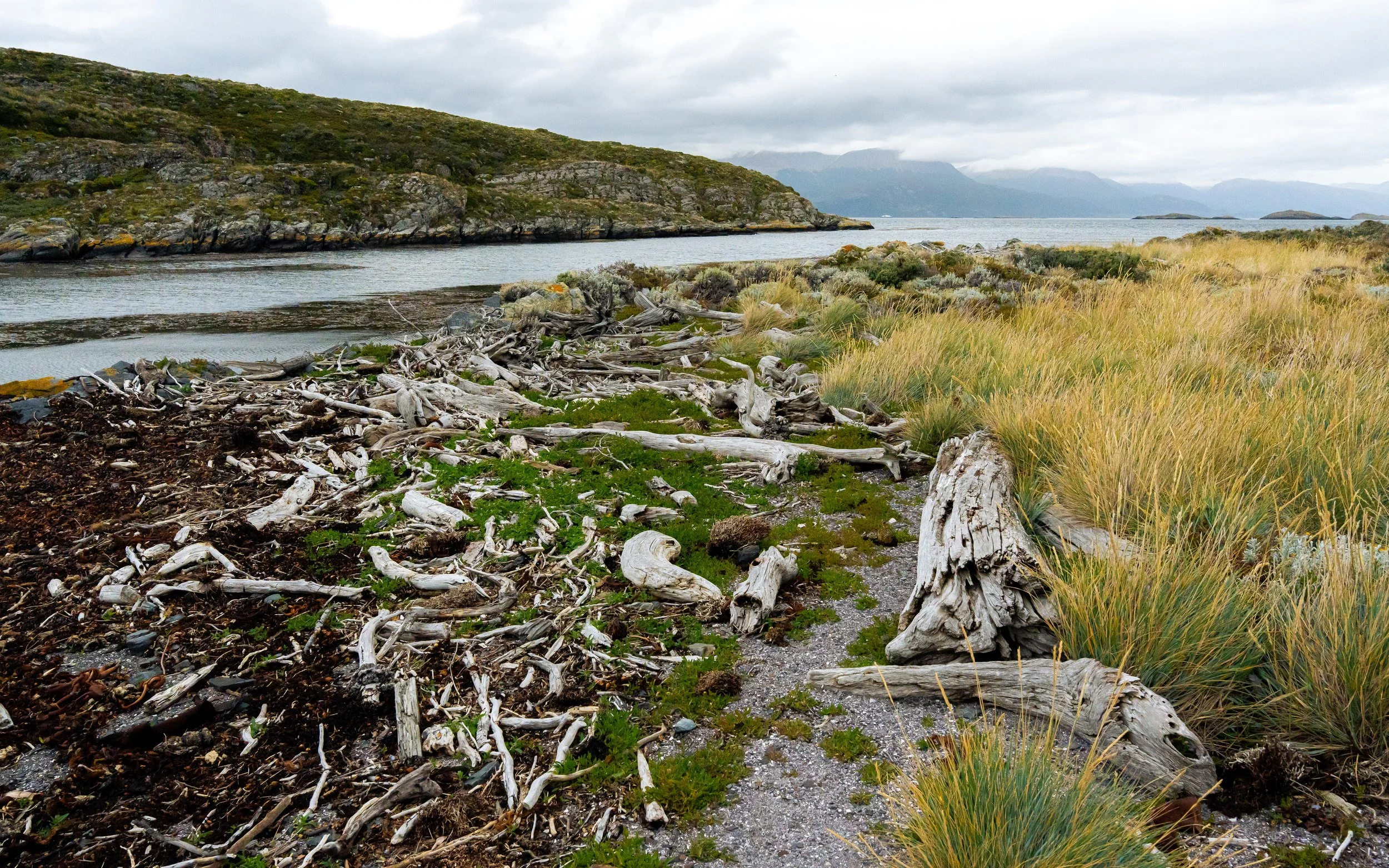 A coastal landscape with a shoreline of driftwood and green plants, a body of water, and a hill covered in vegetation, with mountains in the background under a cloudy sky.