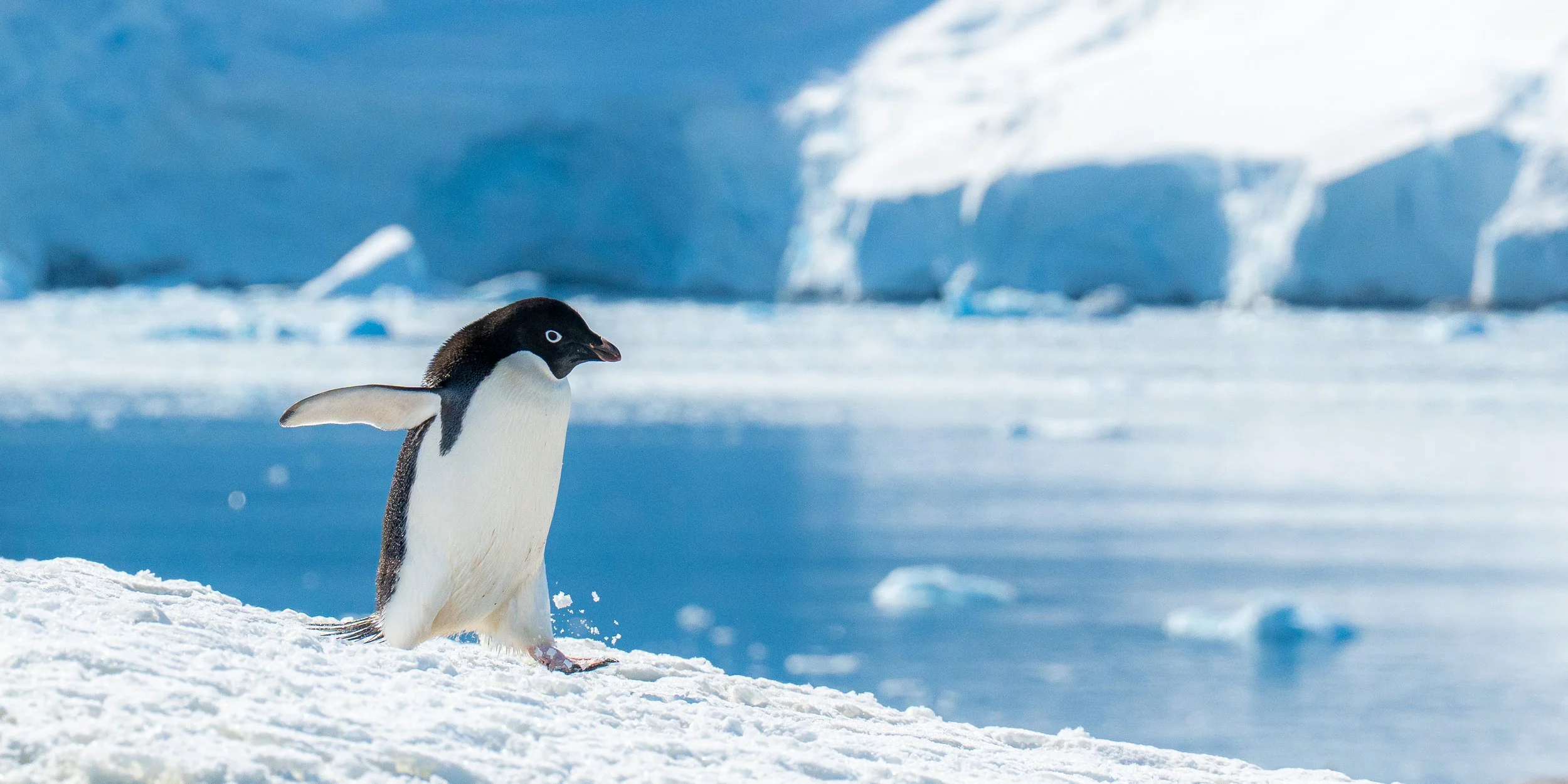 A penguin standing on snow with icy landscape in the background.