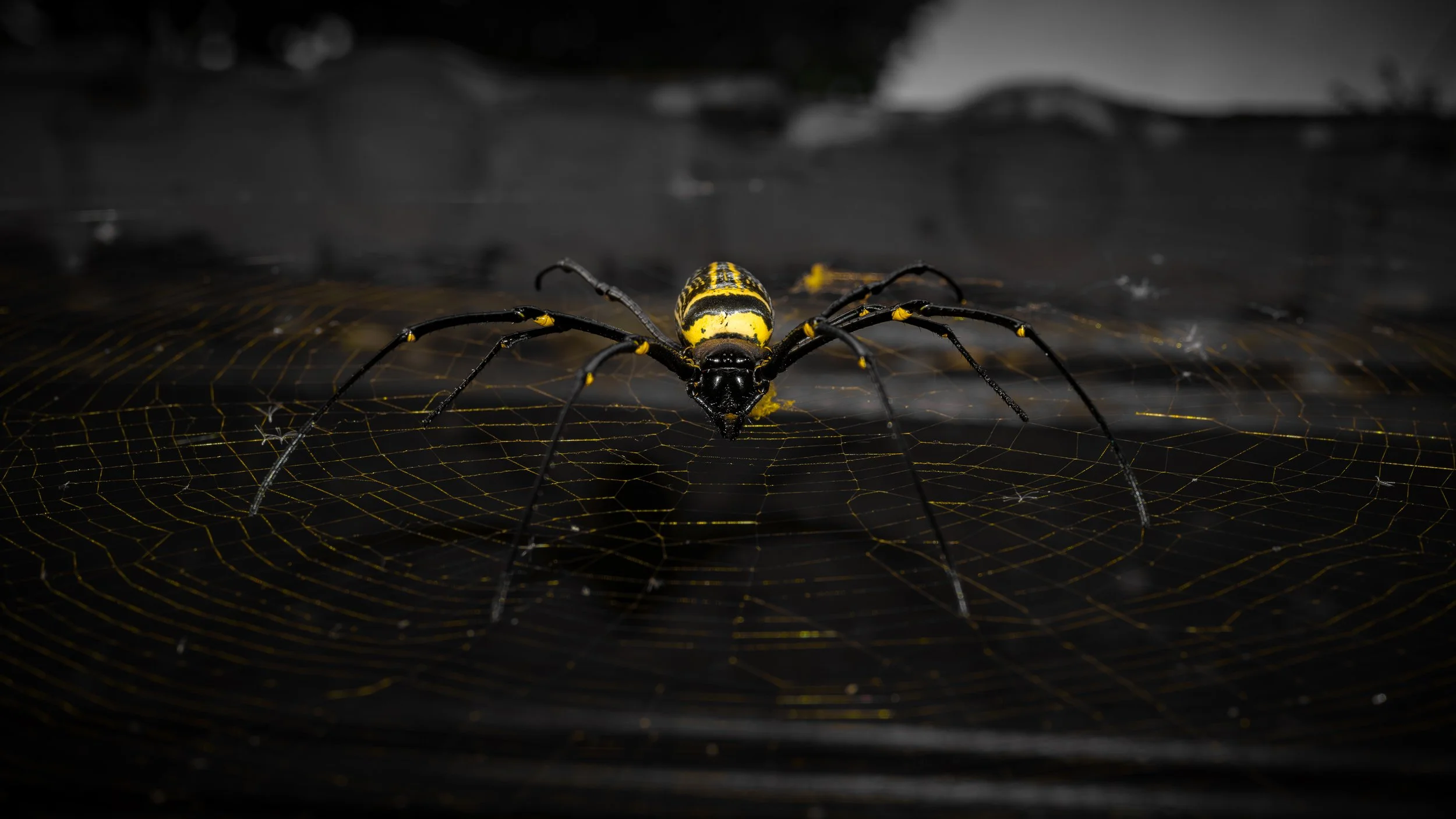 A black and yellow spider on an intricate web with a dark, blurry background.