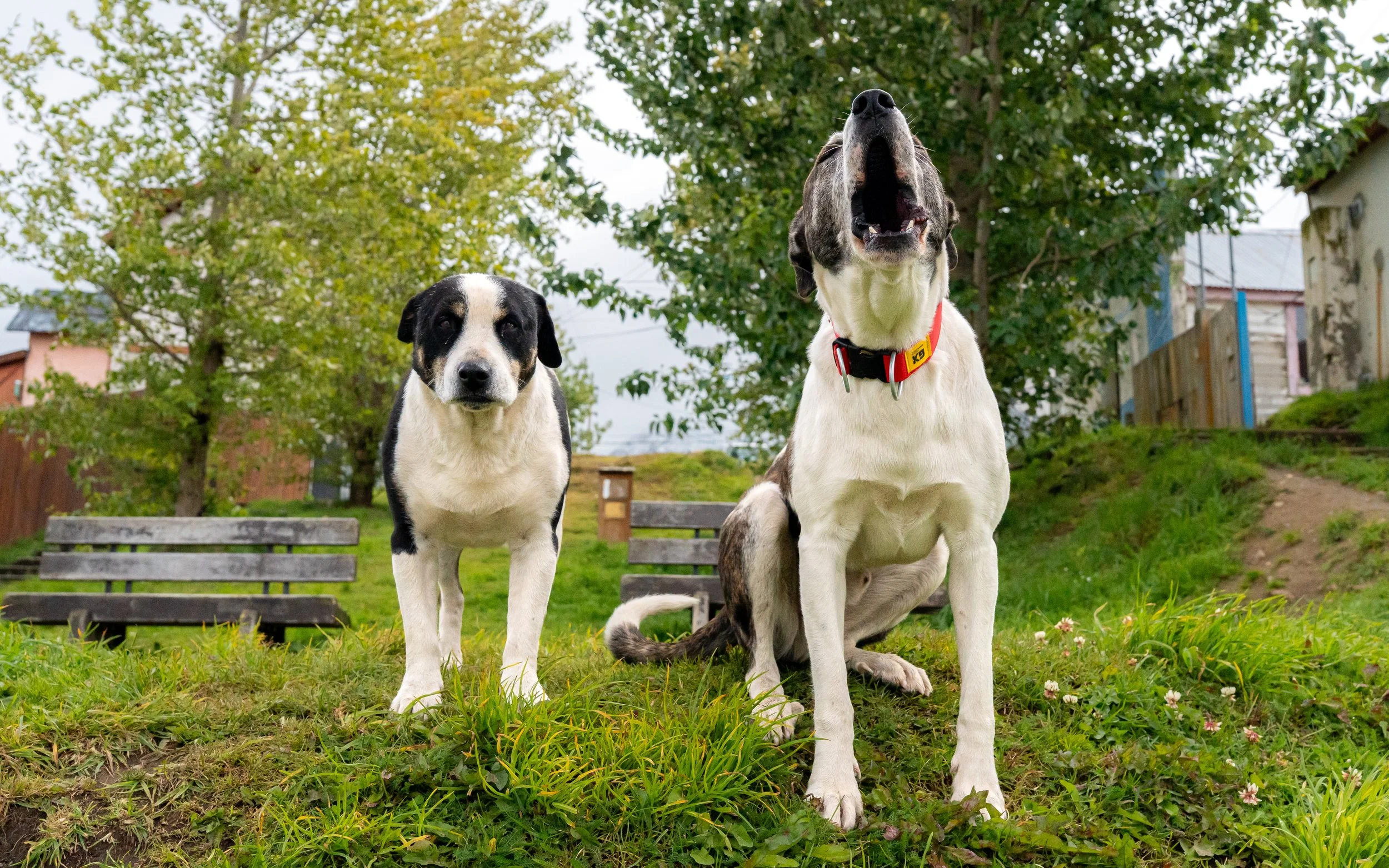 Two dogs, one with a black and white coat and the other with a brindle and white coat, sitting on grass in a park with trees and houses in the background.