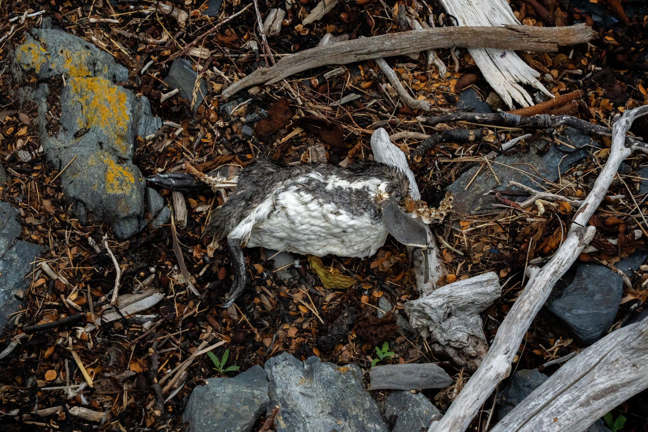 Dead bird lying on a rocky and timber-strewn forest ground.