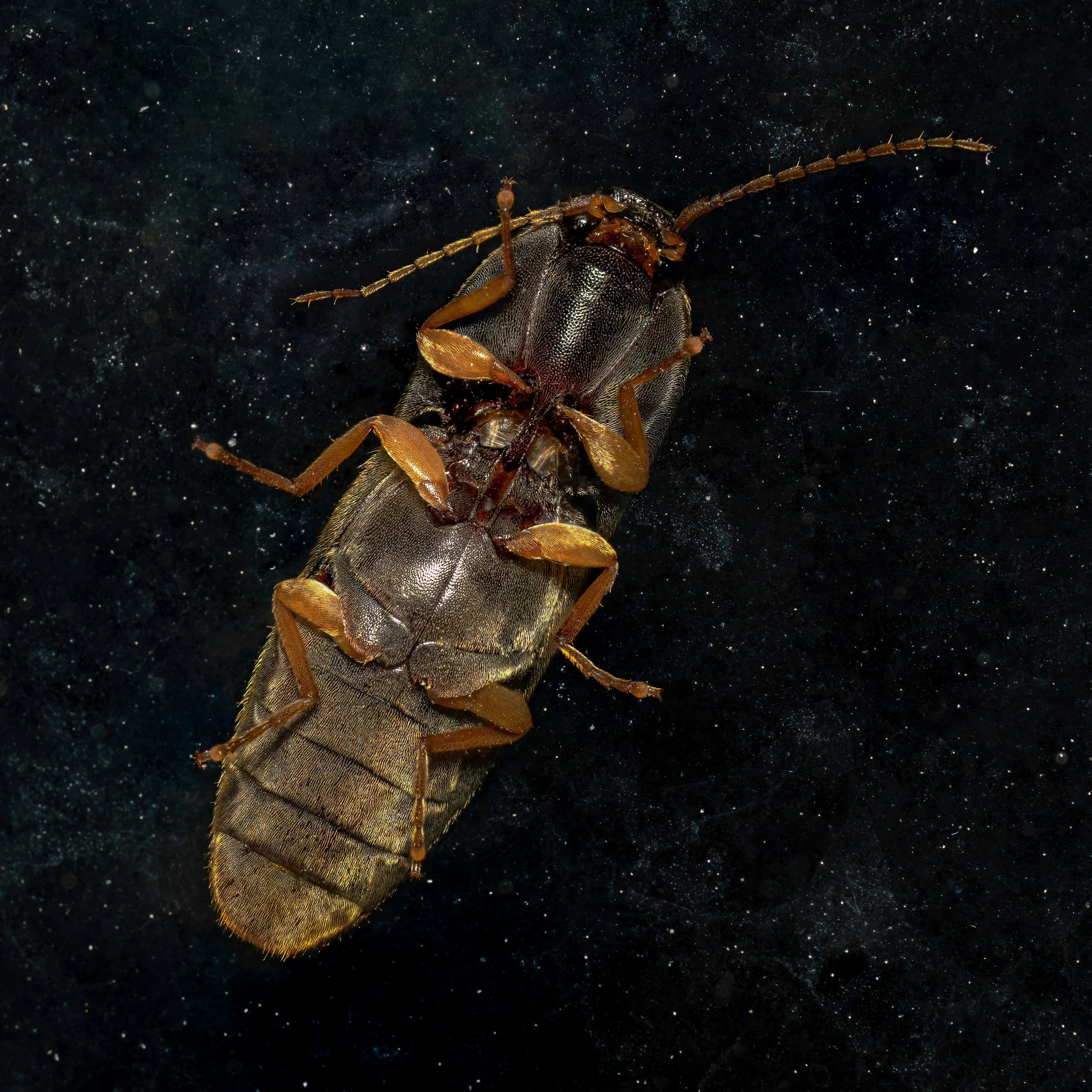 Close-up of a brown insect, possibly a beetle or weevil, on the back of a larger brown insect, with a dark background speckled with tiny white dots.