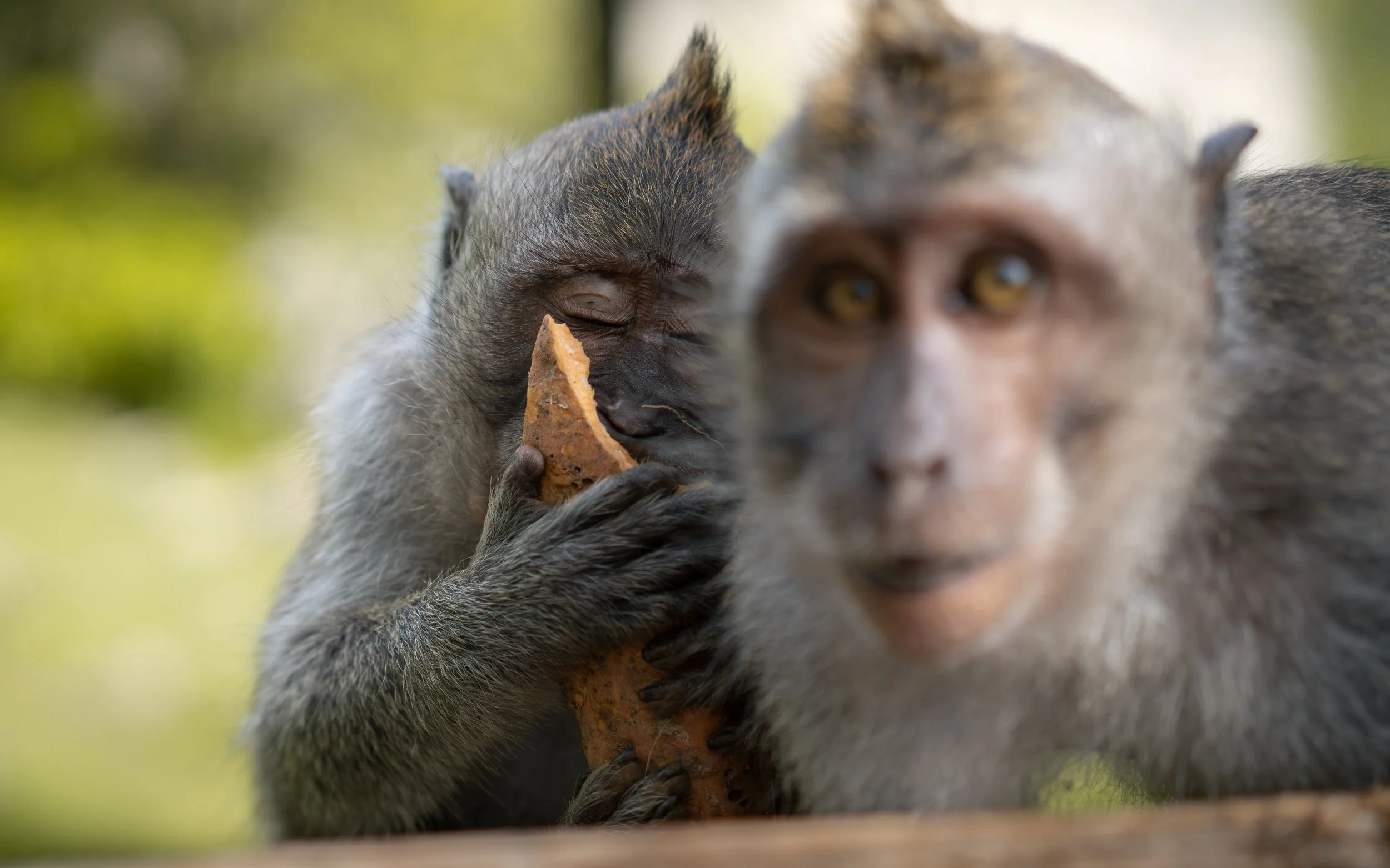 Two monkeys, one holding a piece of food, in a natural outdoor setting.