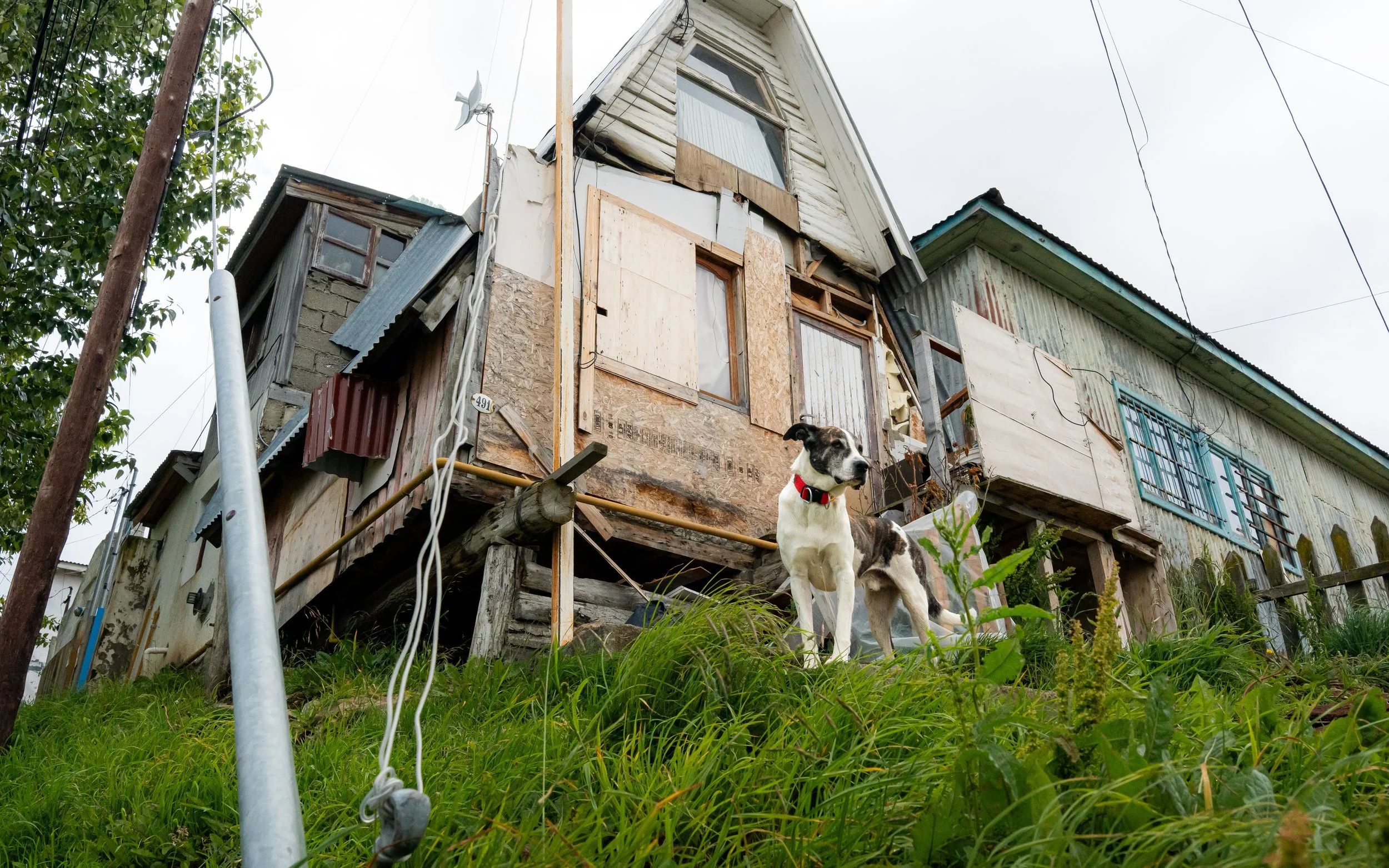 A dilapidated house with mismatched and boarded-up windows, with a dog standing in front among green grass and plants.