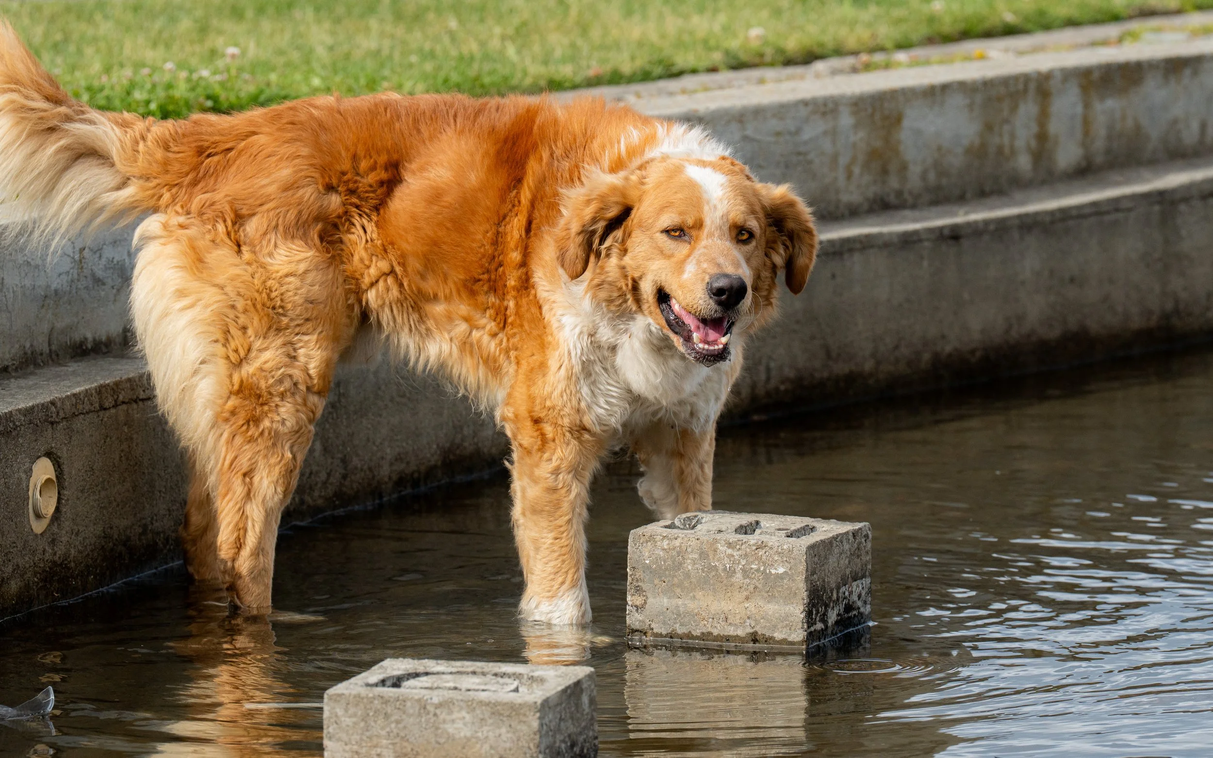 A golden retriever dog standing in a shallow body of water near concrete steps, with a grassy area in the background.
