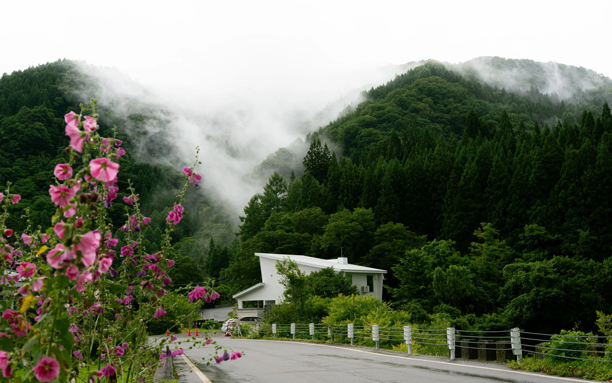 Mountains covered with green trees and fog, pink flowers in the foreground, house with white walls, parked cars, and a curved road in a lush landscape.