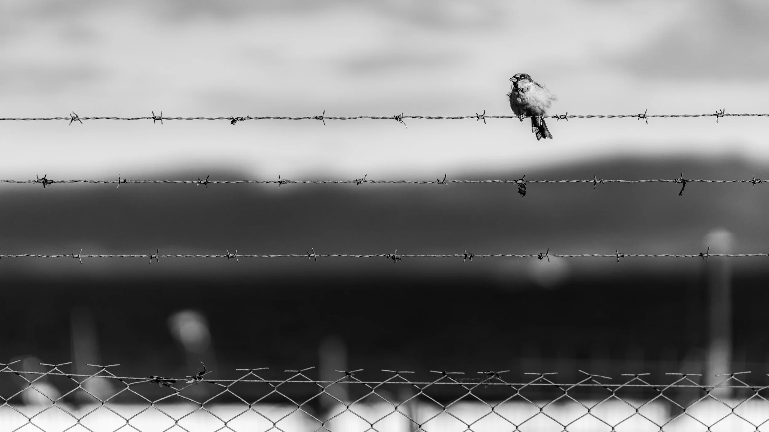 A small bird perches on a barbed wire fence, with a blurred landscape and cloudy sky in the background, in black and white.