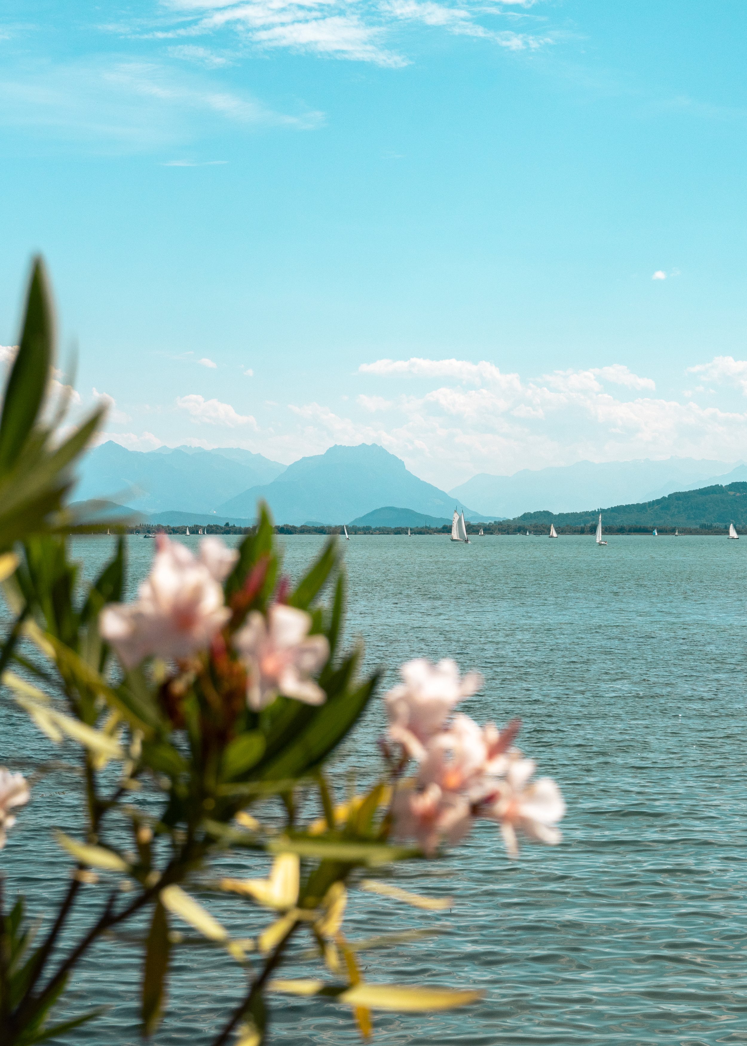Blurred flowers in the foreground with a lake, sailboats, distant mountains, and a partly cloudy sky in the background.