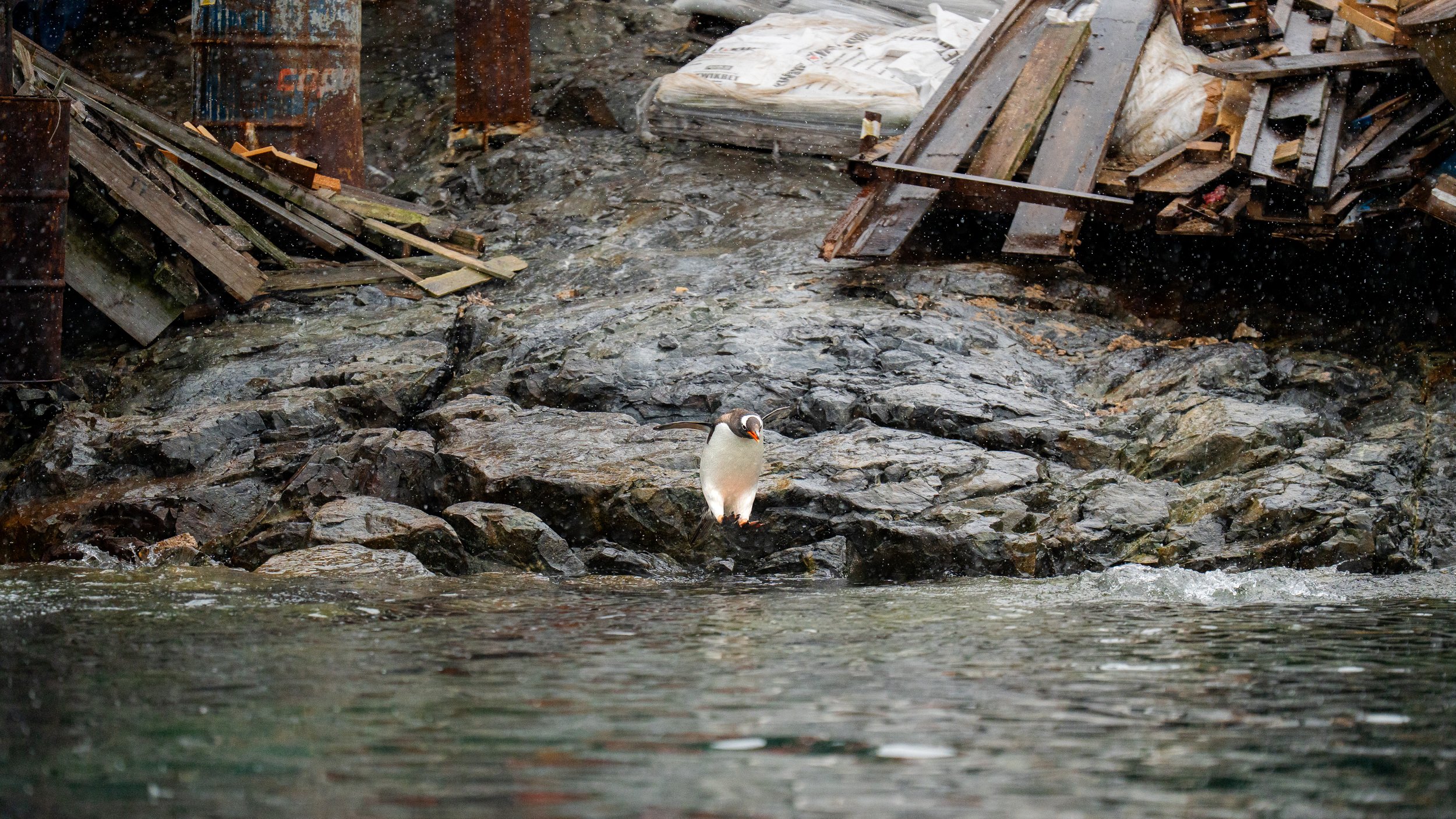 A penguin standing on a rocky shoreline with debris and trash, including wooden planks and metal barrels, nearby in a polluted or industrial area.