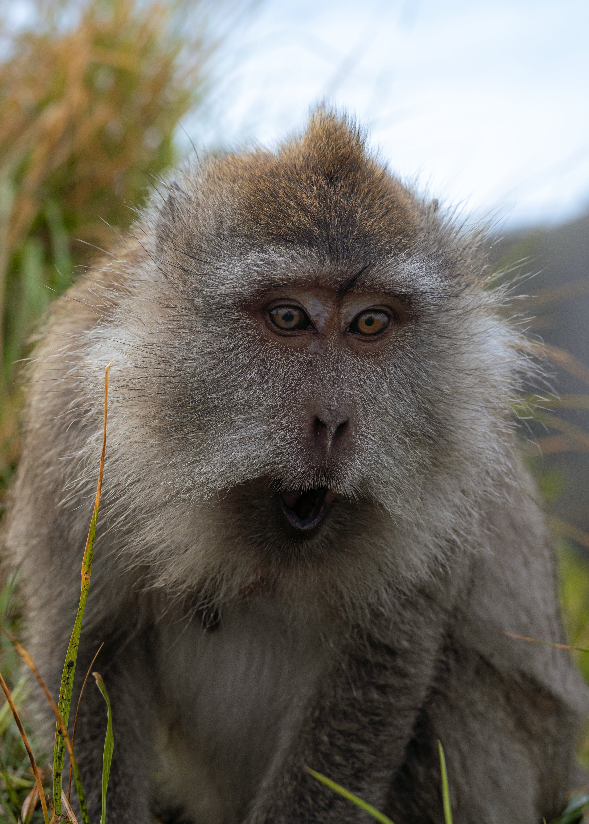 Close-up of a baboon in a grassy area, showing its face and upper body.