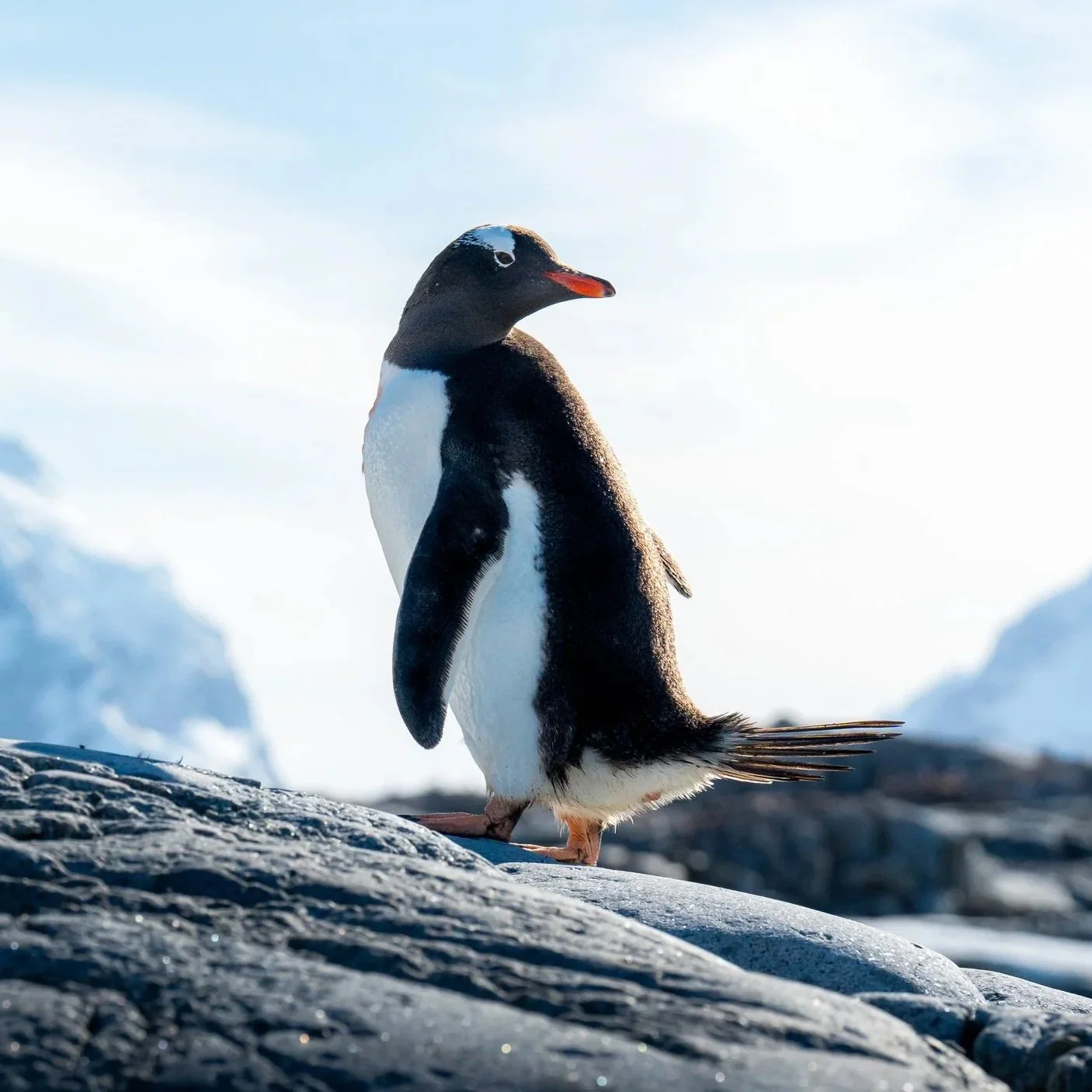 A penguin standing on icy terrain with snow-capped mountains in the background under a bright blue sky.