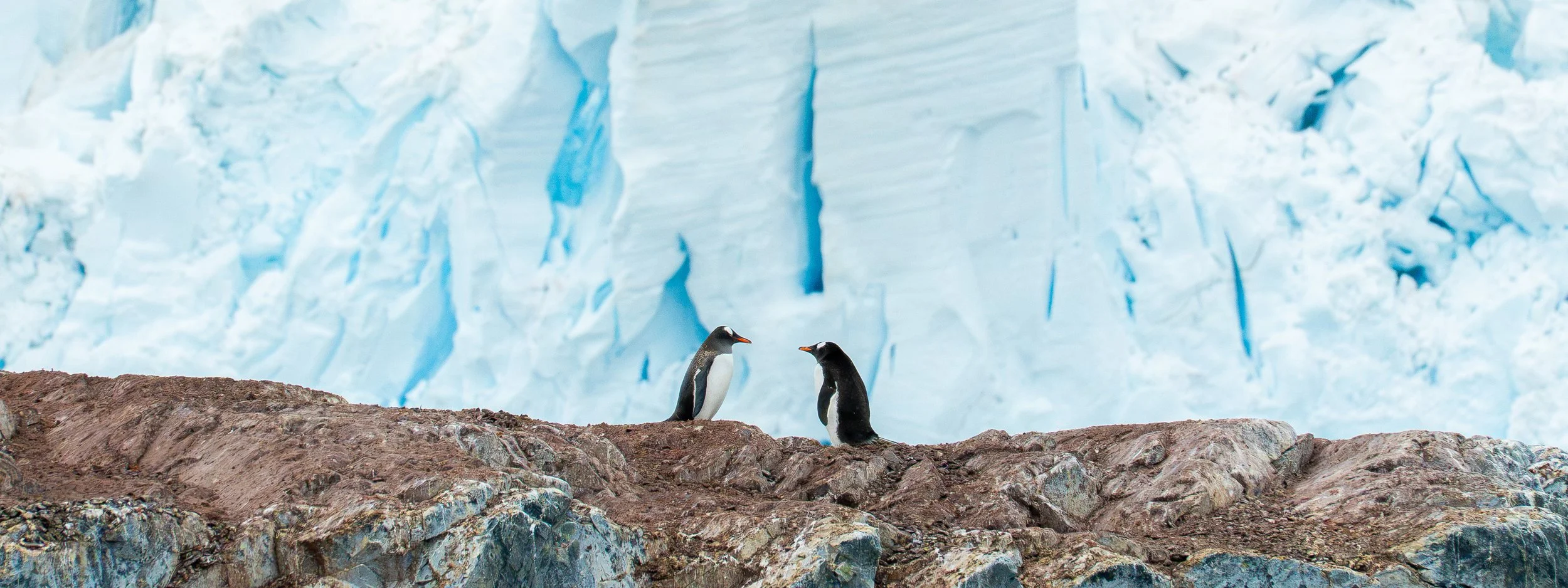 Two penguins standing on rocky terrain in front of a large ice glacier.