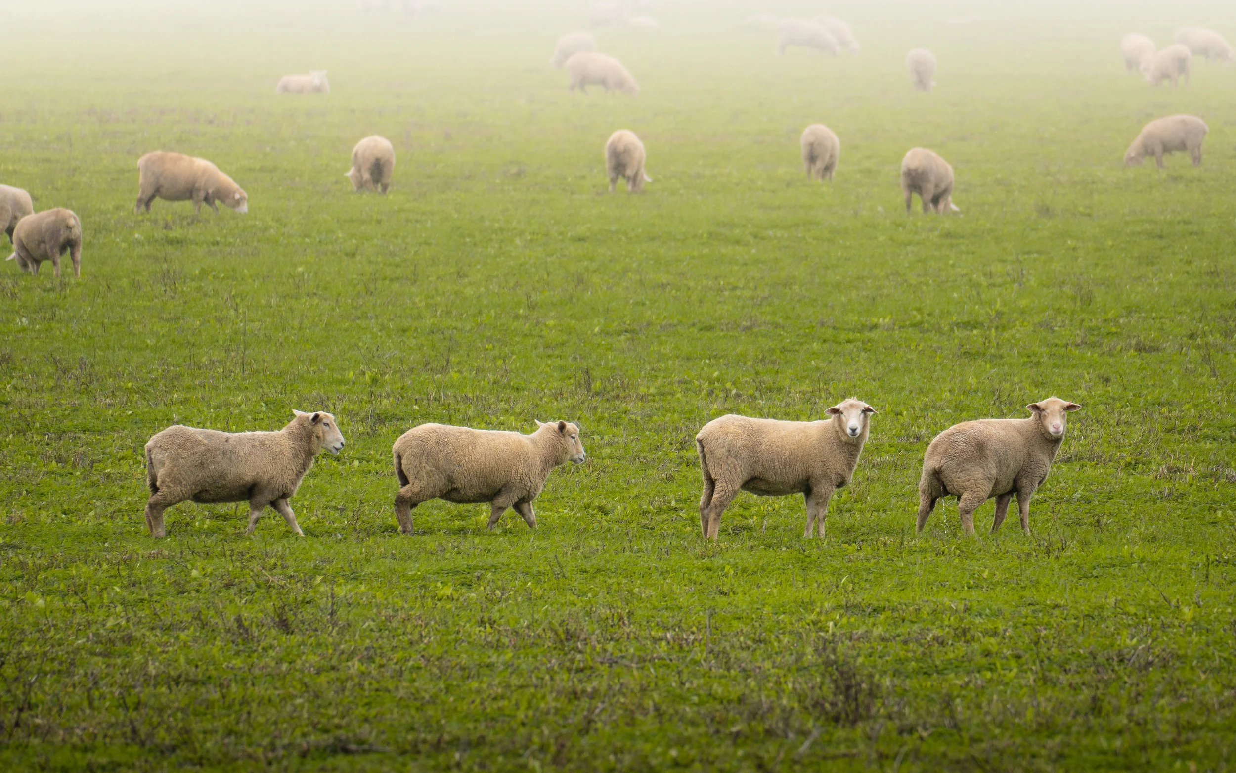 Several sheep grazing on green grass in a foggy field.
