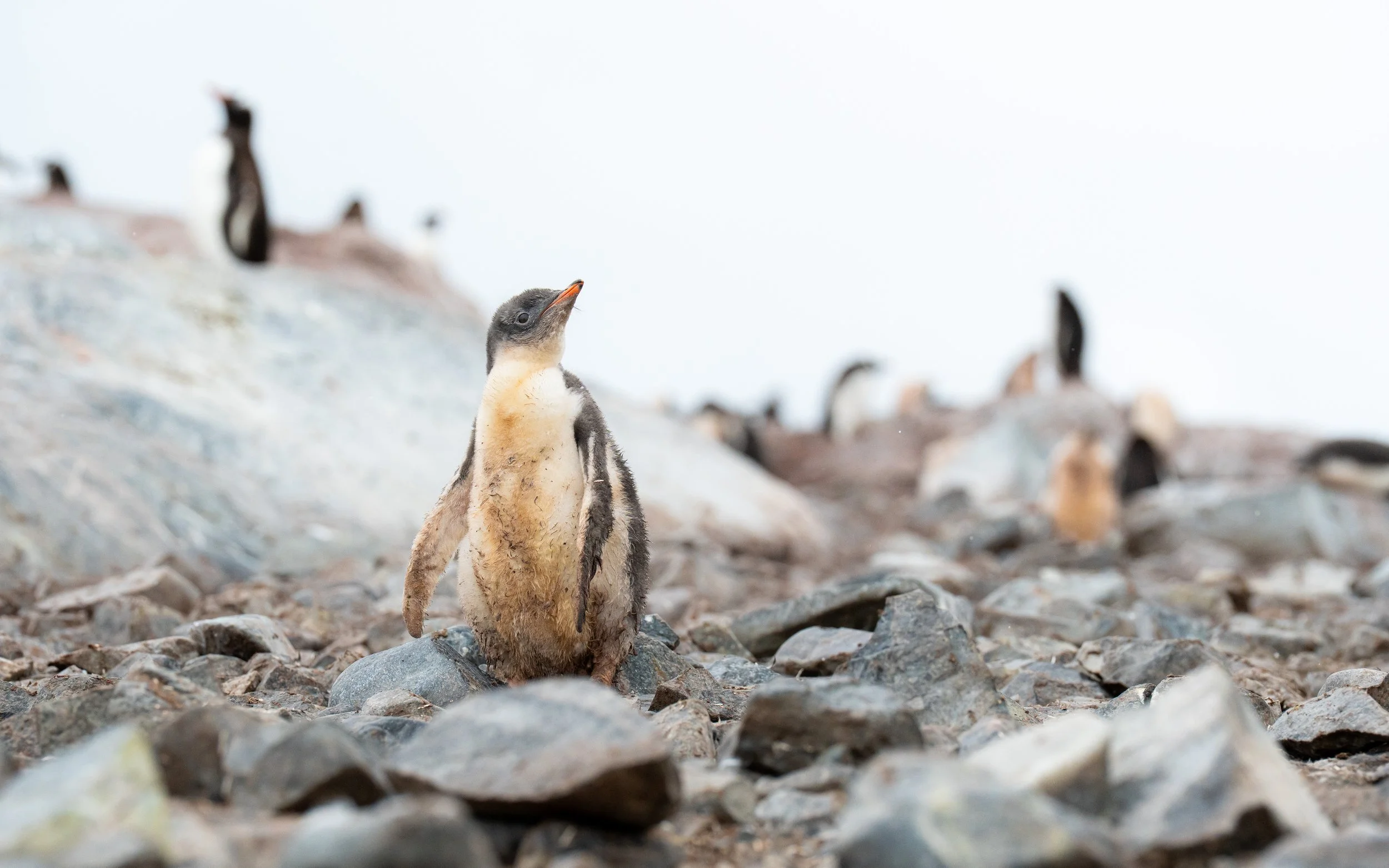 A baby penguin standing on rocky terrain with other penguins in the background.