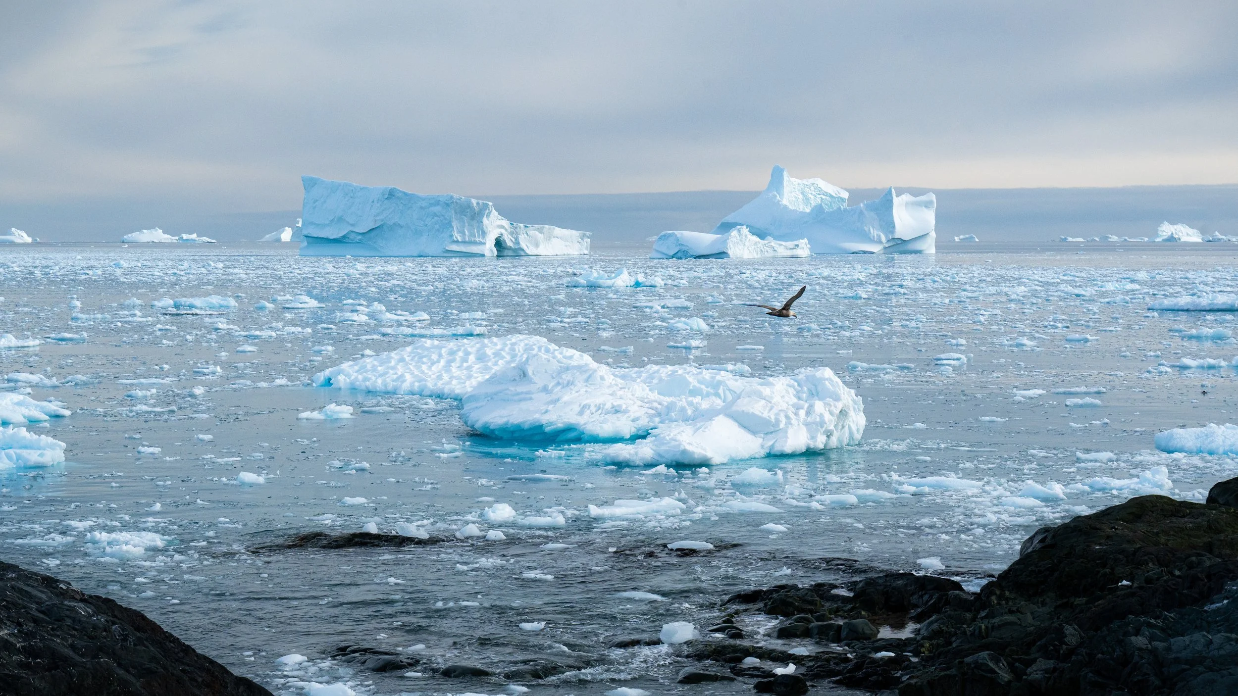 Cold ocean with floating icebergs and ice chunks, dark rocks in the foreground, cloudy sky.