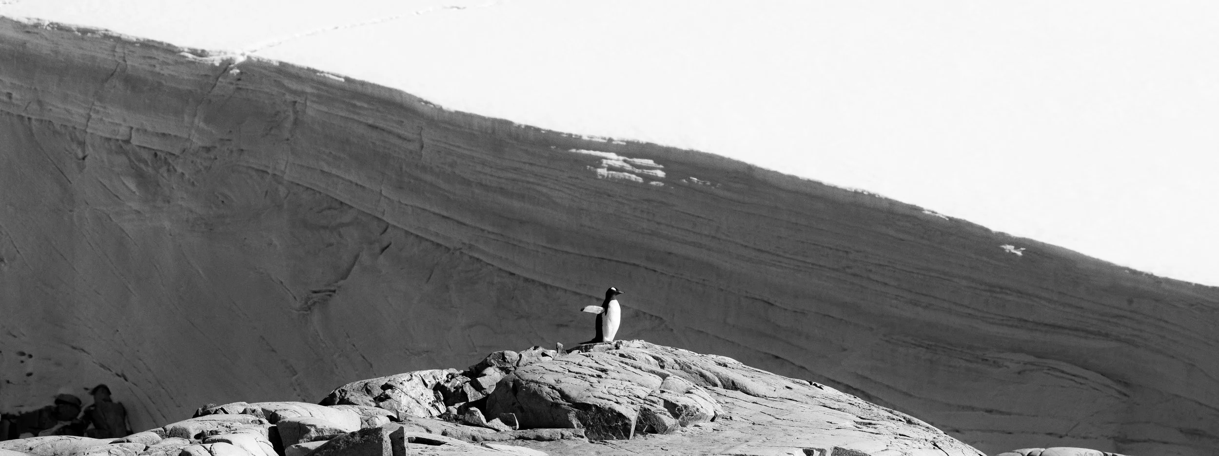 A solitary penguin standing on rocks in a desert-like landscape with large snow-covered mountains in the background.