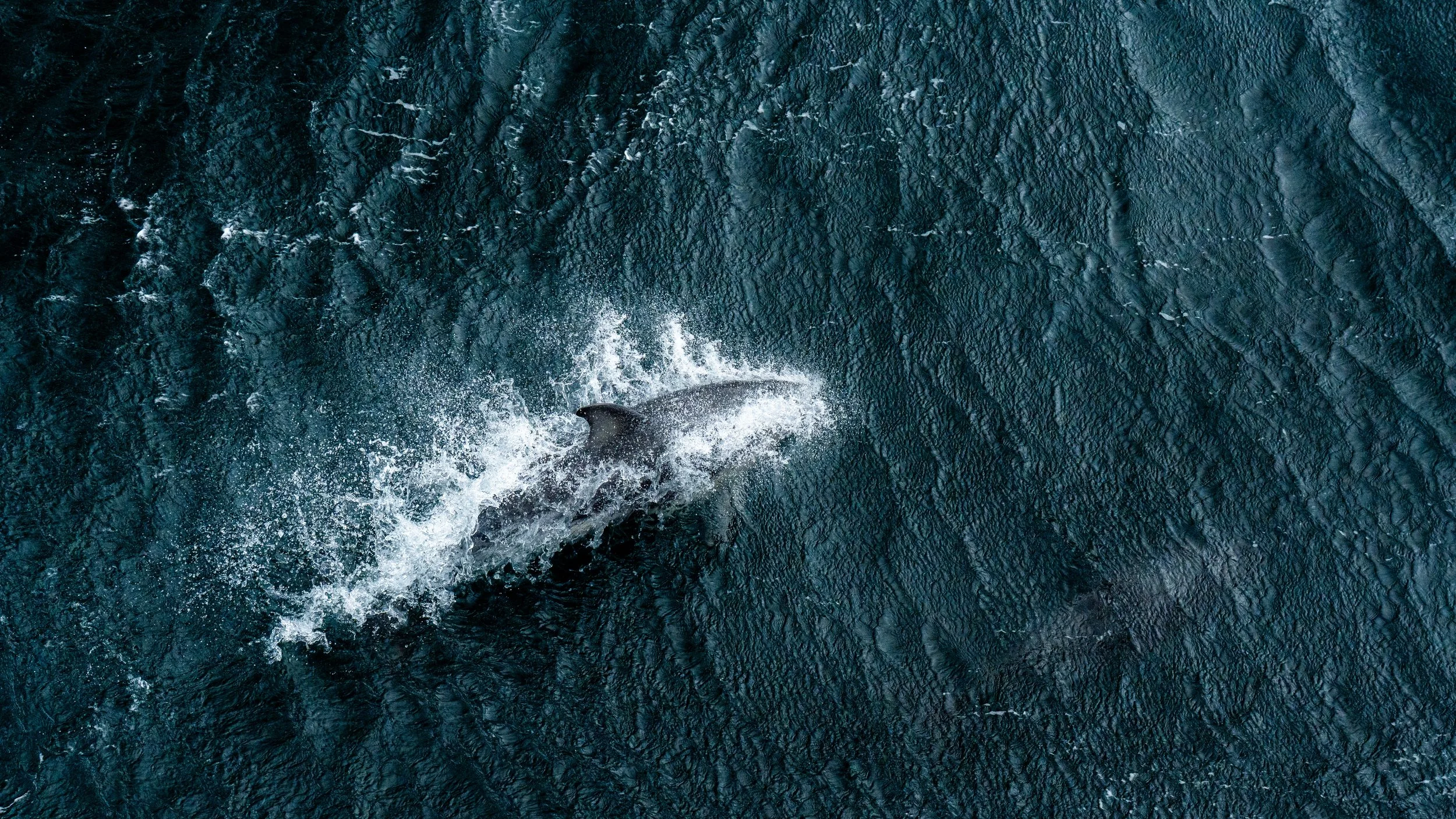 An aerial view of a whale surfacing through the dark blue ocean, creating white splashes and ripples in the water.
