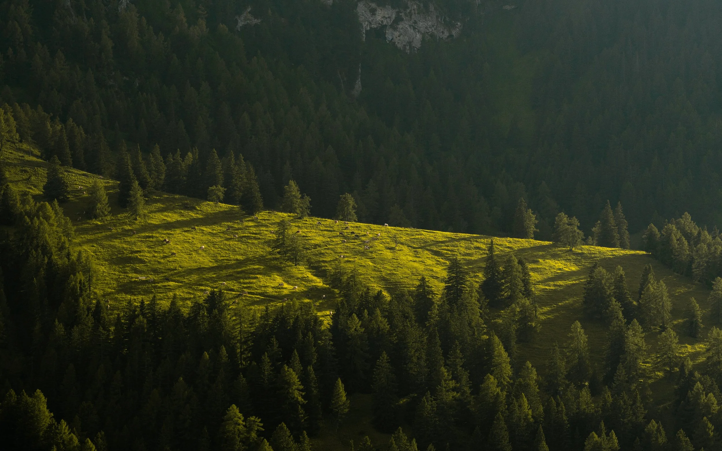 Sunlit green hillside with scattered trees and a dense forest in the background.
