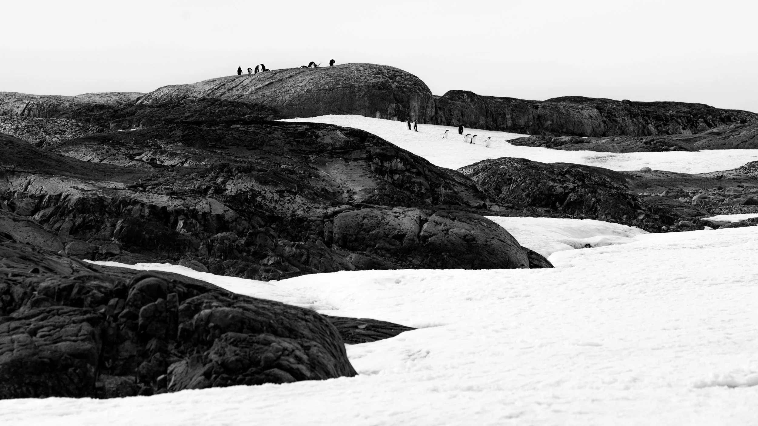 Black and white photograph of a rocky, icy landscape with a group of penguins standing on a large rock formation and walking on snow-covered terrain.