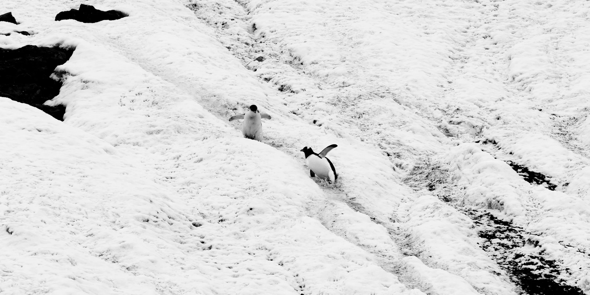 Two penguins walking through snow-covered terrain with rocky patches visible in the background.