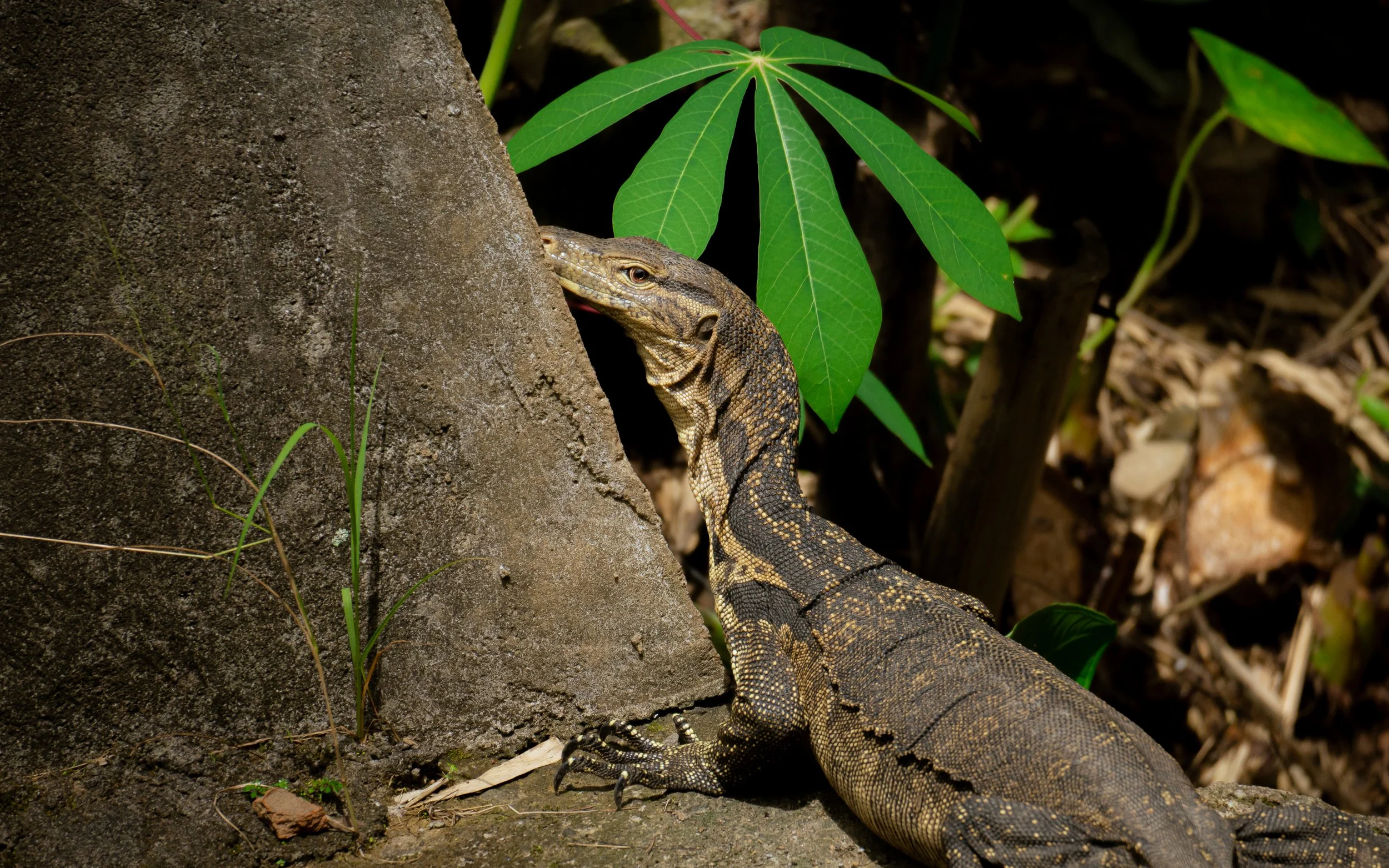 A lizard with a patterned body and long claws climbing near a tree trunk and green leaves on a forest floor.
