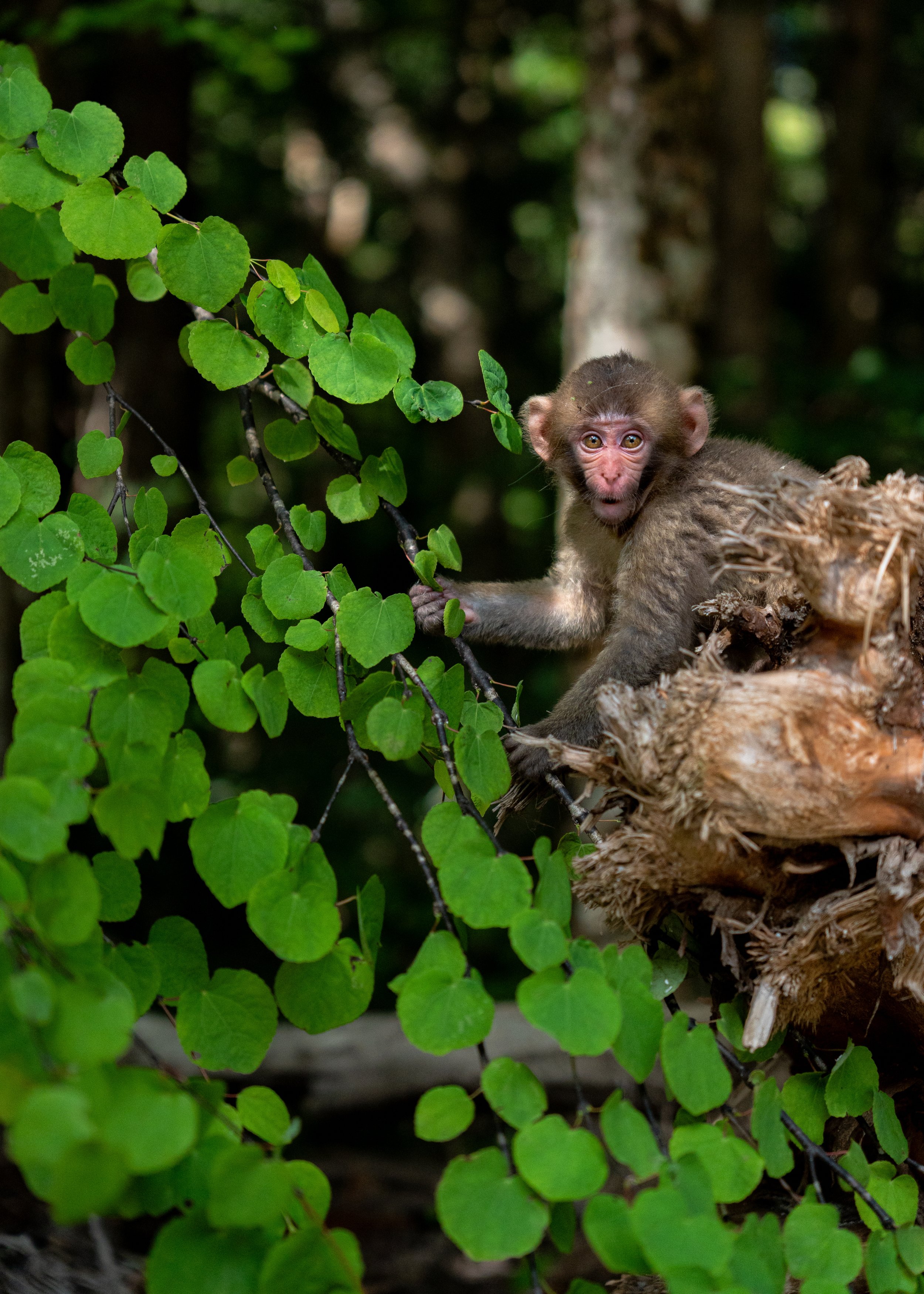 A baby monkey with big eyes sitting on a piece of wood surrounded by green leaves in a forest.