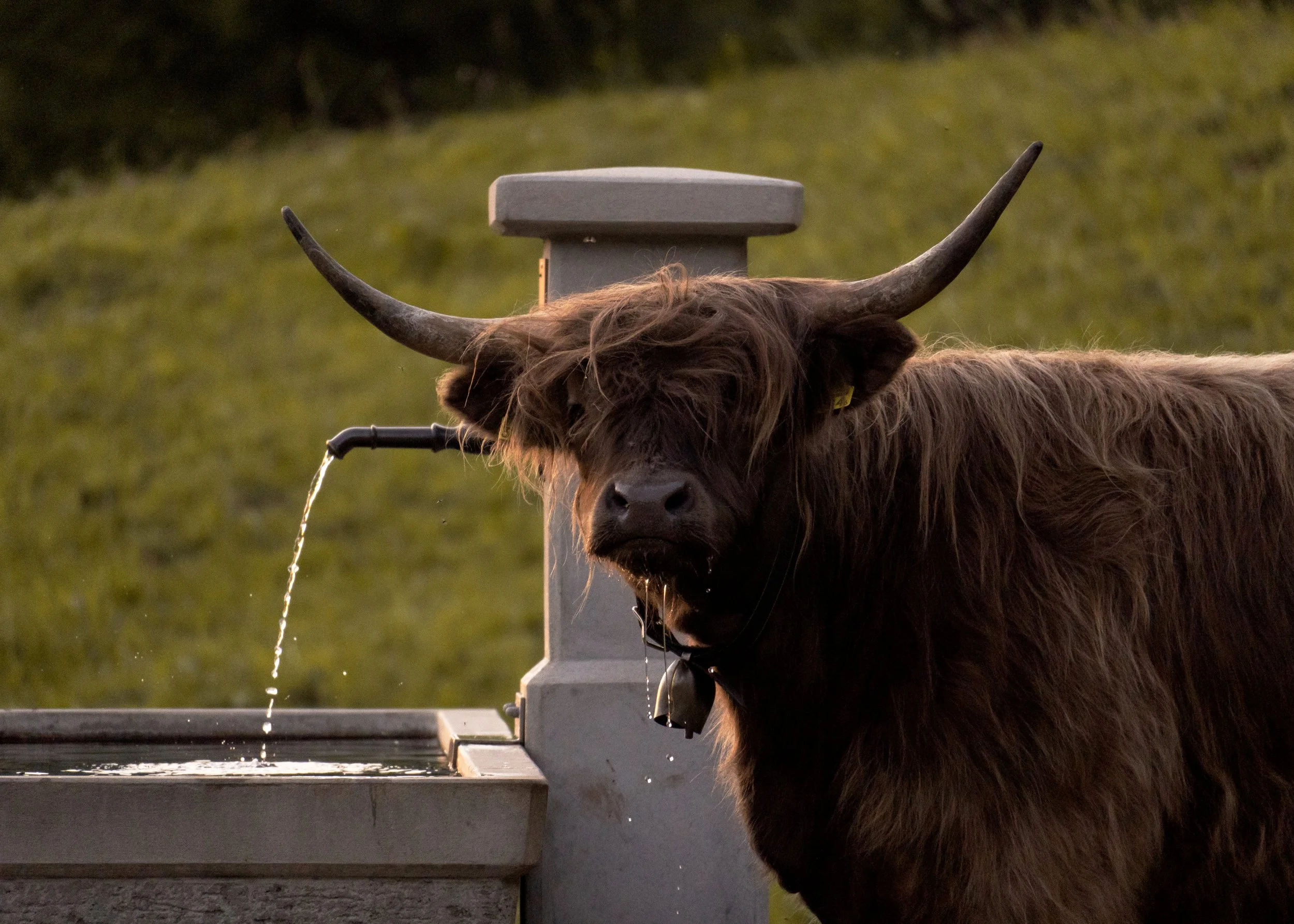 A Highland cow with long hair eats from a water trough with a water fountain nearby, in a grassy outdoor setting.