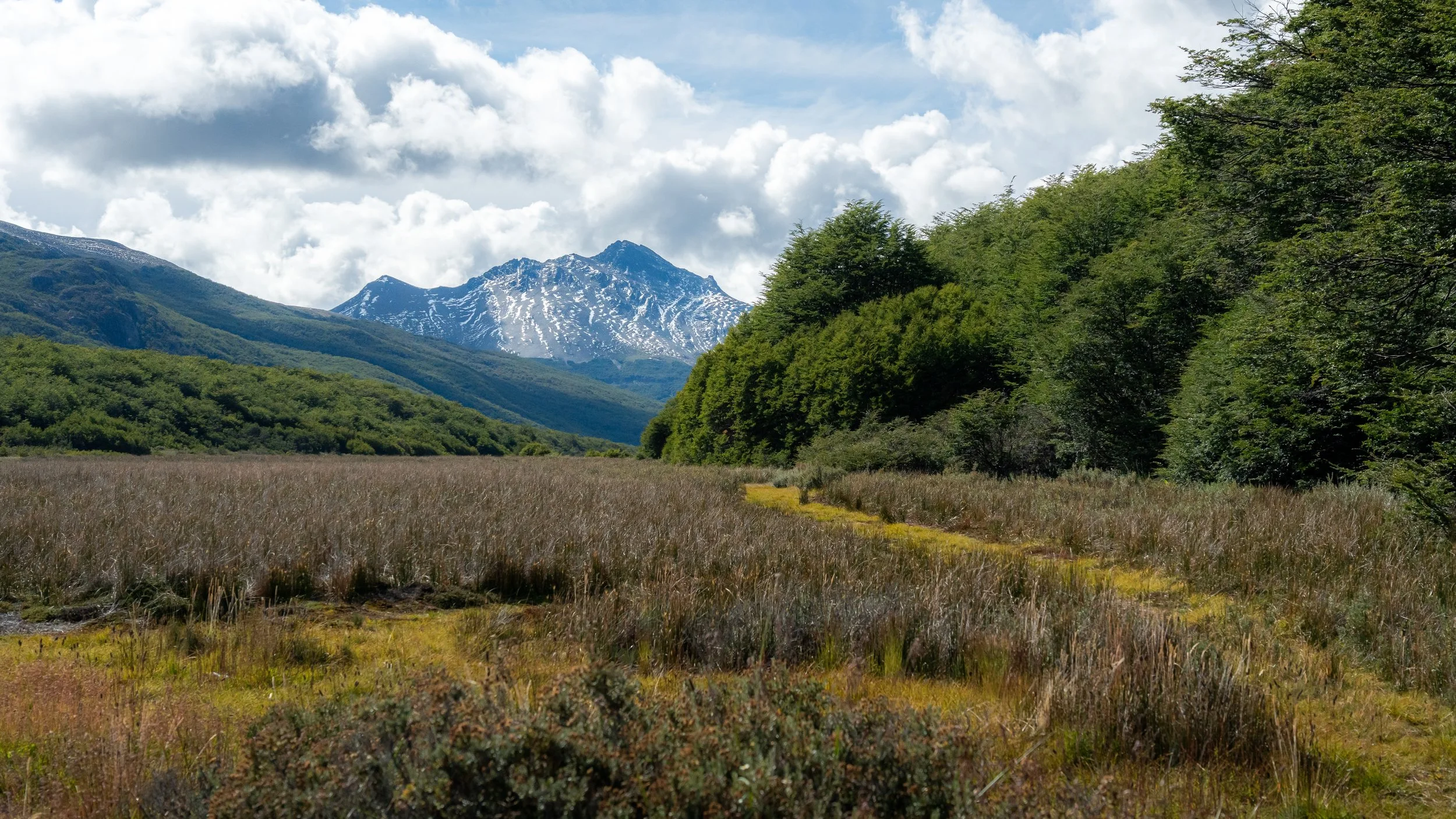 A scenic landscape with a grassy field in the foreground, a dense green forest on the right, rolling hills in the middle ground, and snow-capped mountains in the background under a partly cloudy sky.